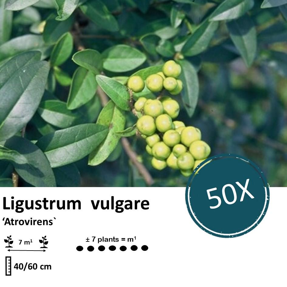 Ligustrum vulgare 'Atrovirens` - kale wortel nackte Wurzel - 40/60 - 50x