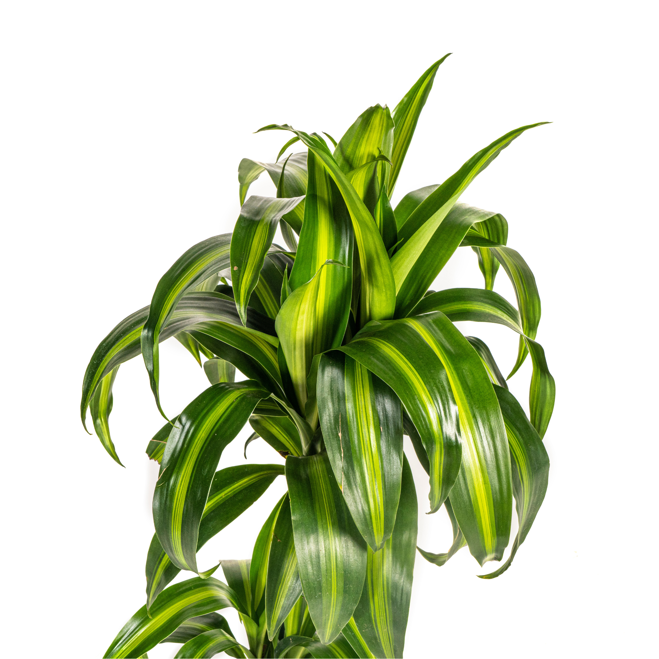 Drachenbaum - Dracaena Deremensis Hawaiian Sunshine Ø19cm - ↕80cm