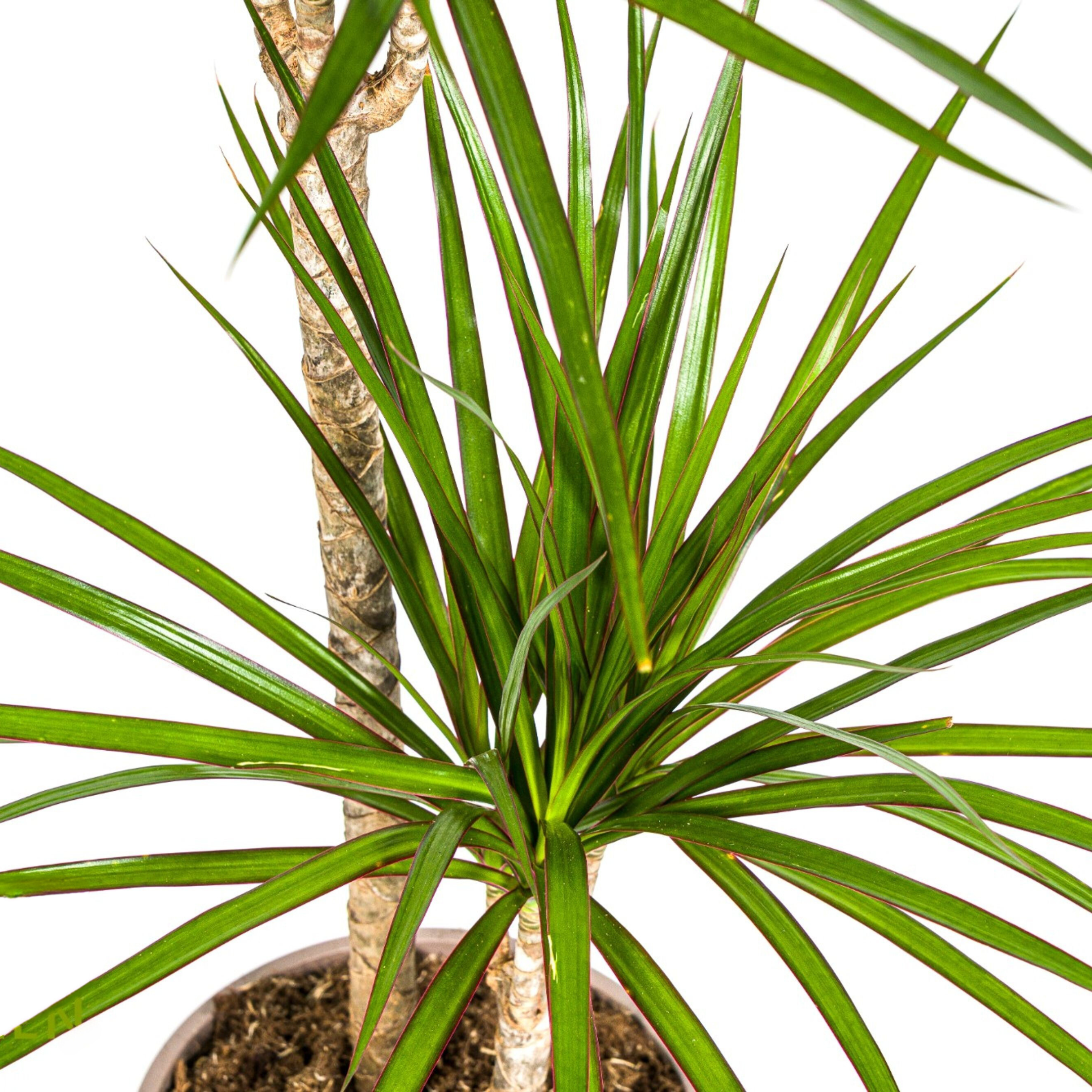 Drachenbaum - Dracaena Marginata Green Ø19cm - ↕80cm