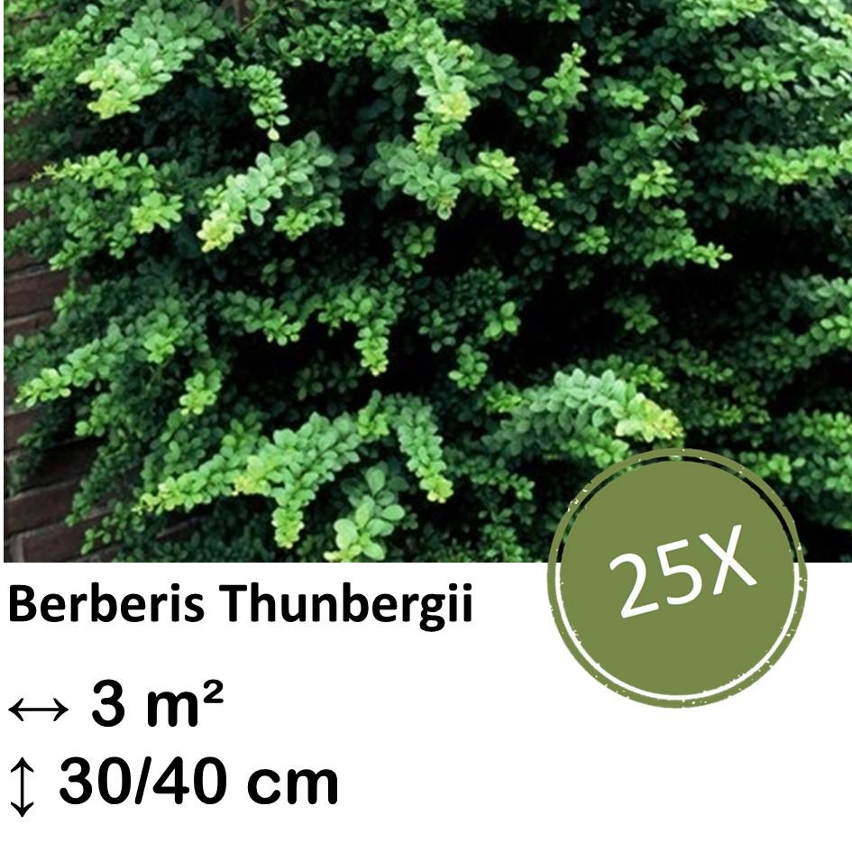 Japanische Berberitze - Berberis thunbergii -  ↕30-50cm - kale wortel nackte Wurzel - 25x