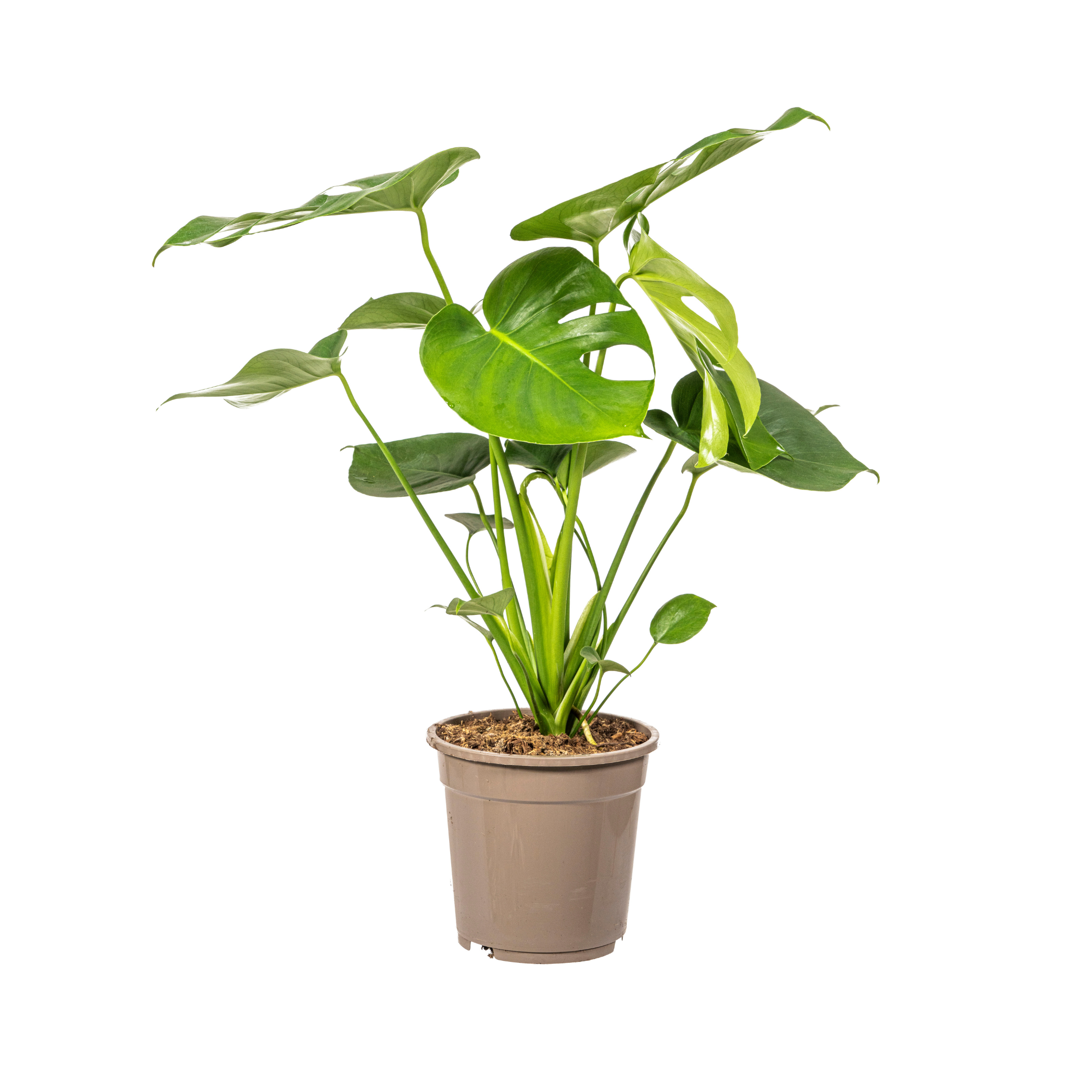 Fensterblatt - Monstera Deliciosa Tauerii Ø19cm - ↕80cm