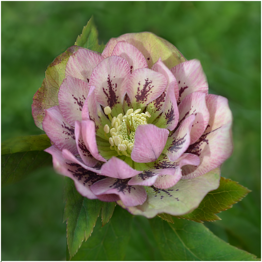 Christrose - Helleborus Specials - 3 x Ø 14 cm - ↨ 25 cm   3 Stück