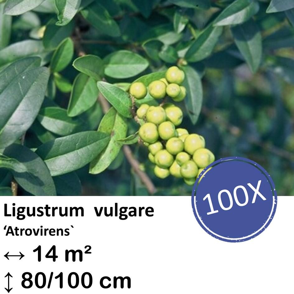 Ligustrum vulgare 'Atrovirens` - kale wortel nackte Wurzel - 80/100 - 100x