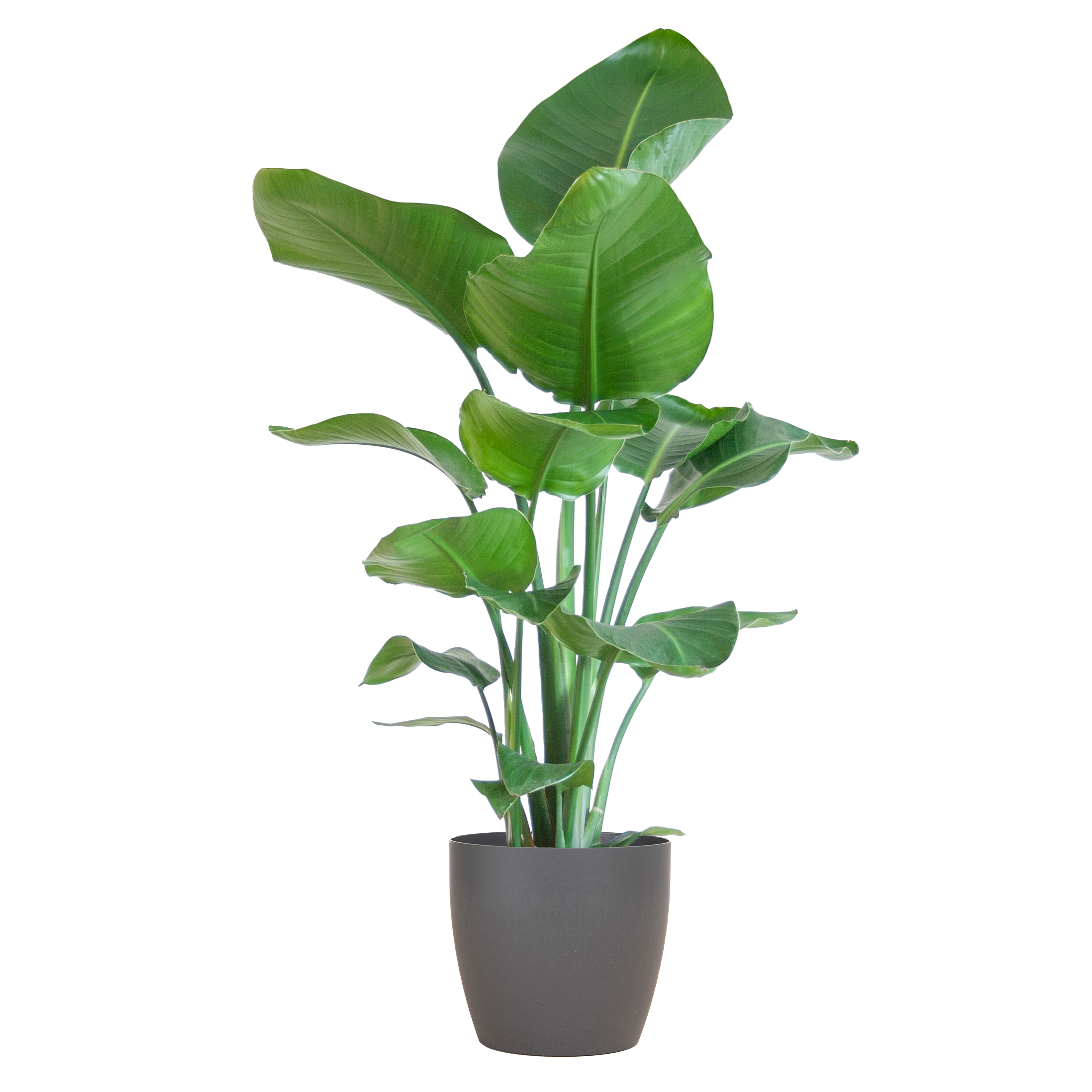 Paradiesvogelblume - Strelitzia Nicolai mit Viber-Topf Grau – 80 cm – Ø21