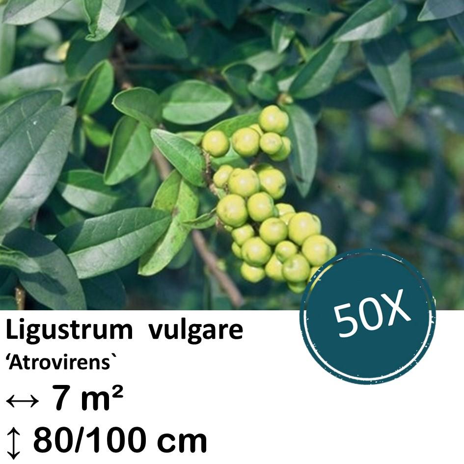 Ligustrum vulgare 'Atrovirens` - kale wortel nackte Wurzel - 80/100 - 50x