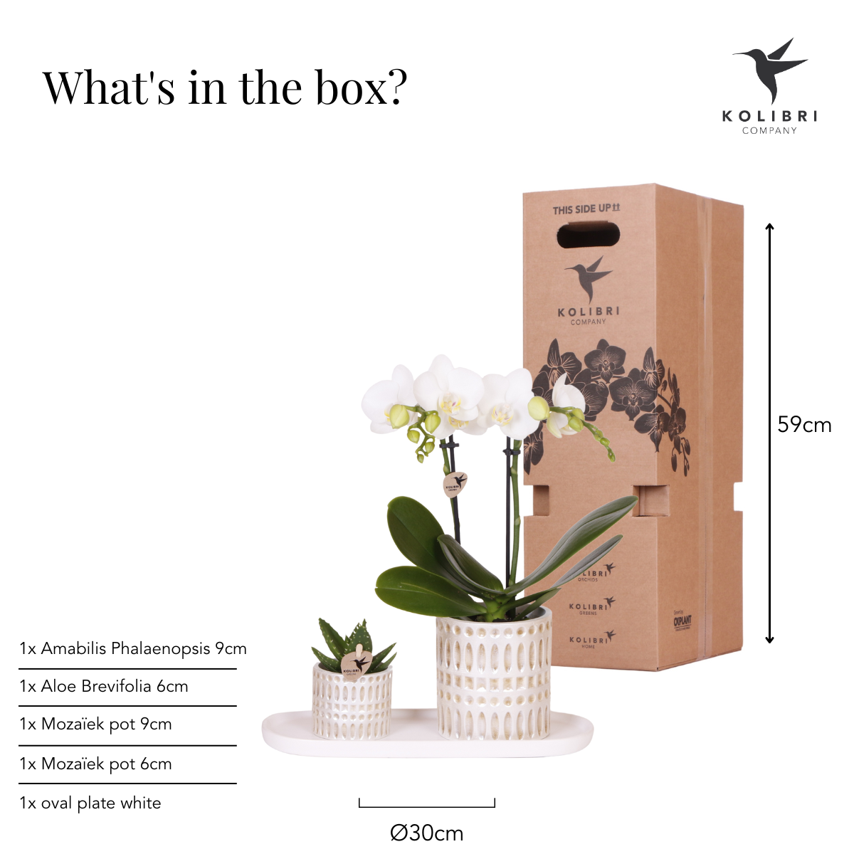 Orchideen Box - Pflanzenset Le Chic Small - Weiße Phalaenopsis Orchidee Amabilis und Sukkulente inkl. Keramiktöpfe auf cremefarbenem organischen Tablett