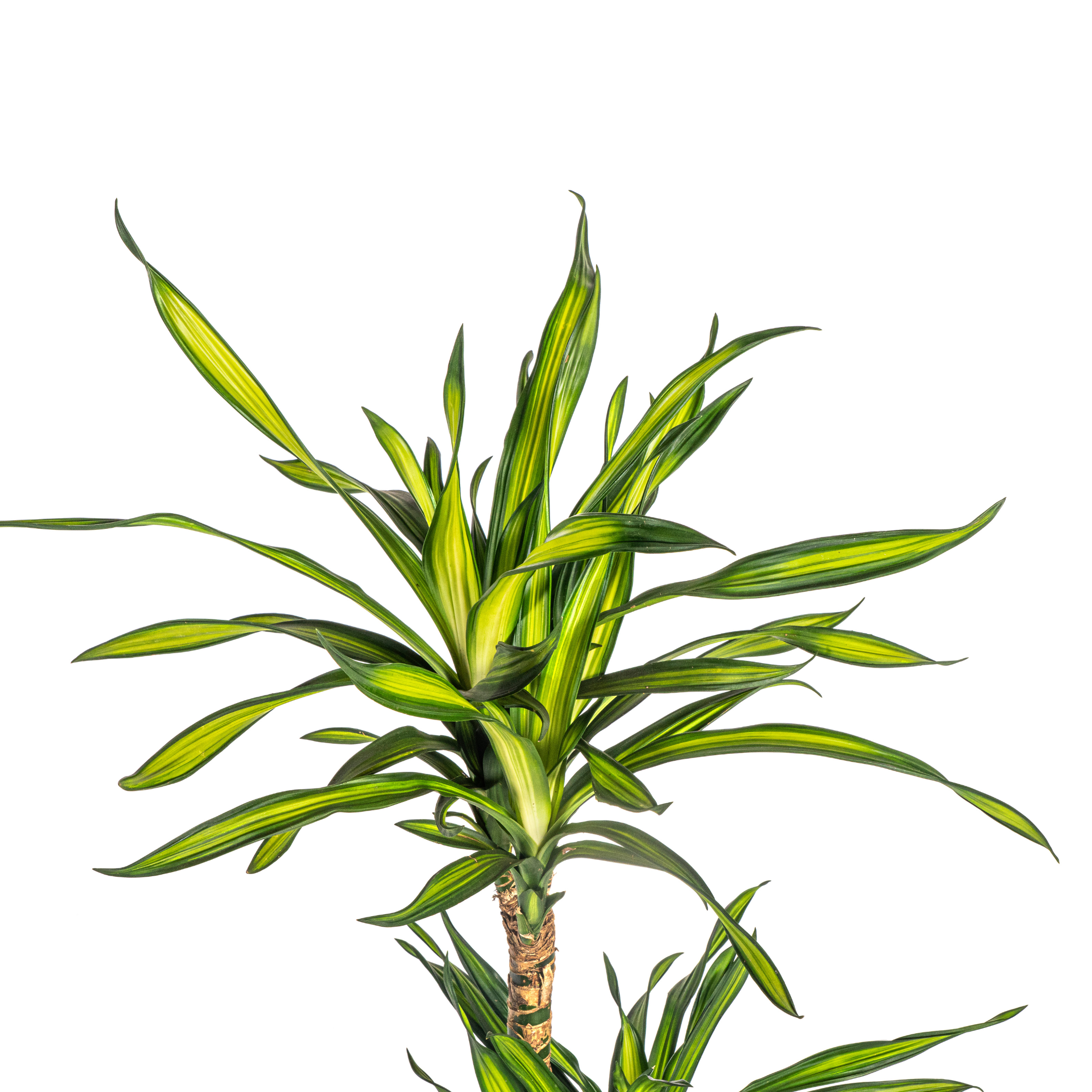 Drachenbaum - Dracaena Deremensis Rikki Ø19cm - ↕80cm