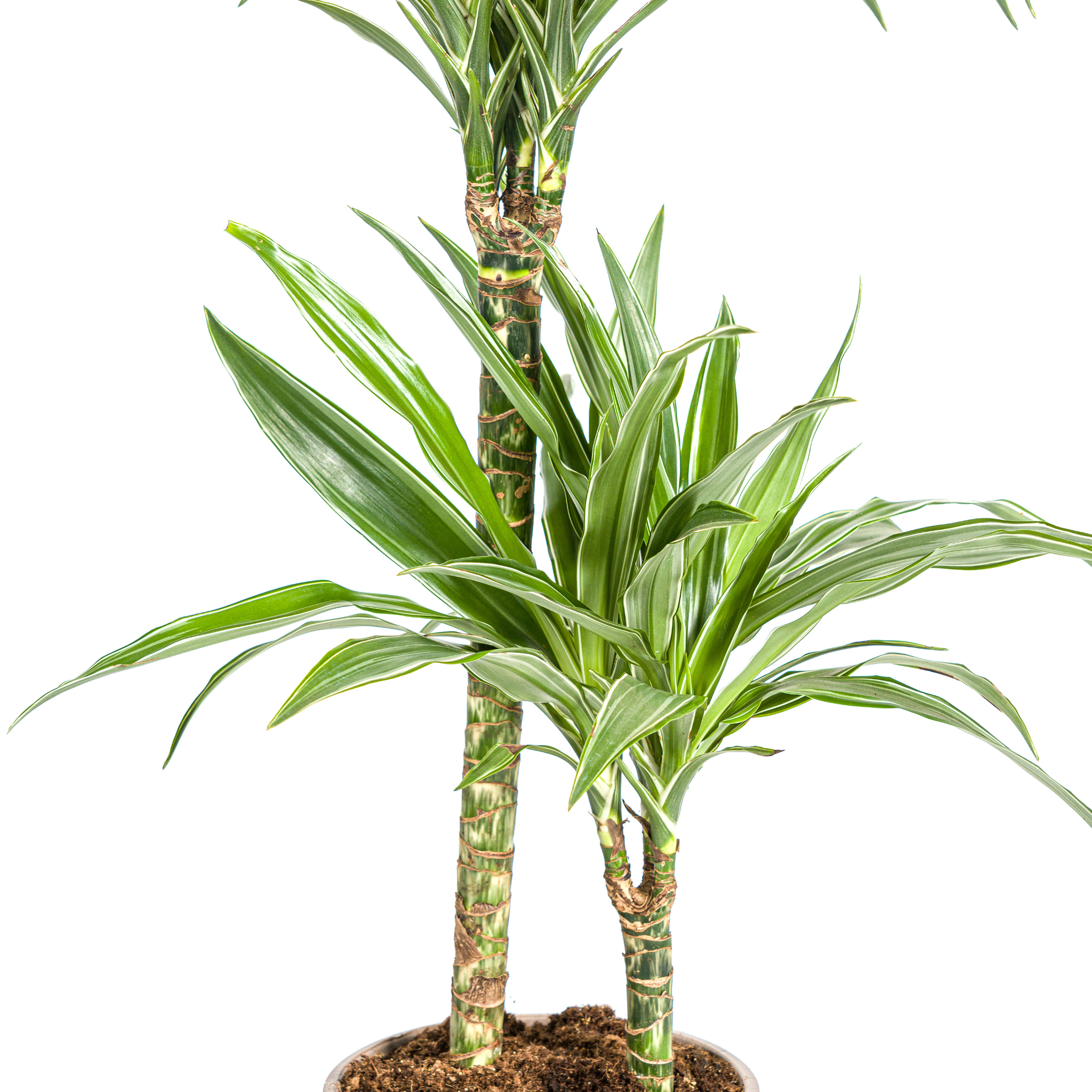 Drachenbaum - Dracaena Deremensis White Stripe Ø19cm - ↕80cm