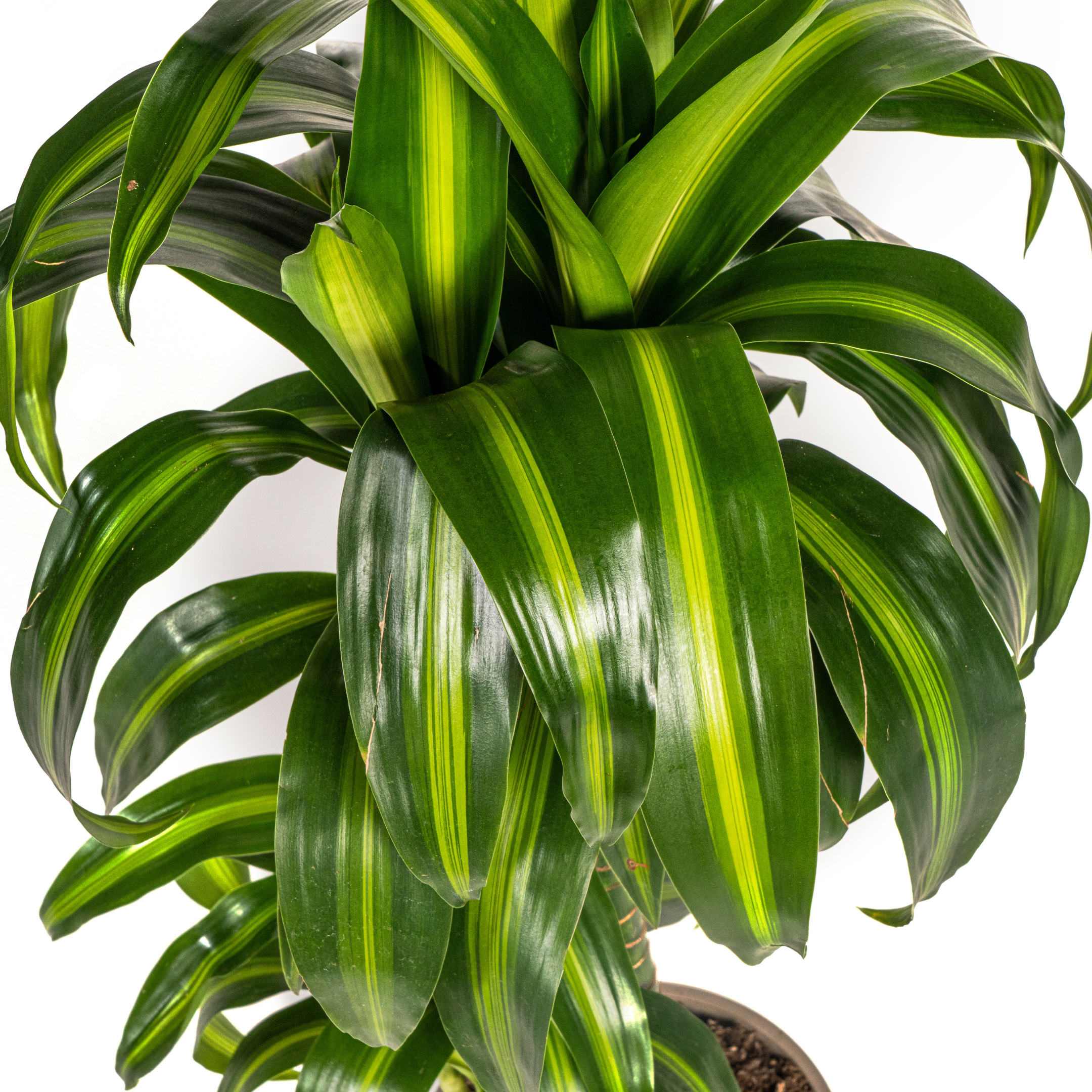 Drachenbaum - Dracaena Deremensis Hawaiian Sunshine Ø19cm - ↕80cm