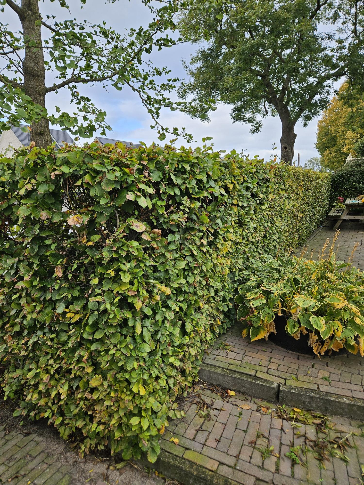 Rotbuchenhecke - Fagus sylvatica  - Kale wortel nackte Wurzel - 40/60 - 100x