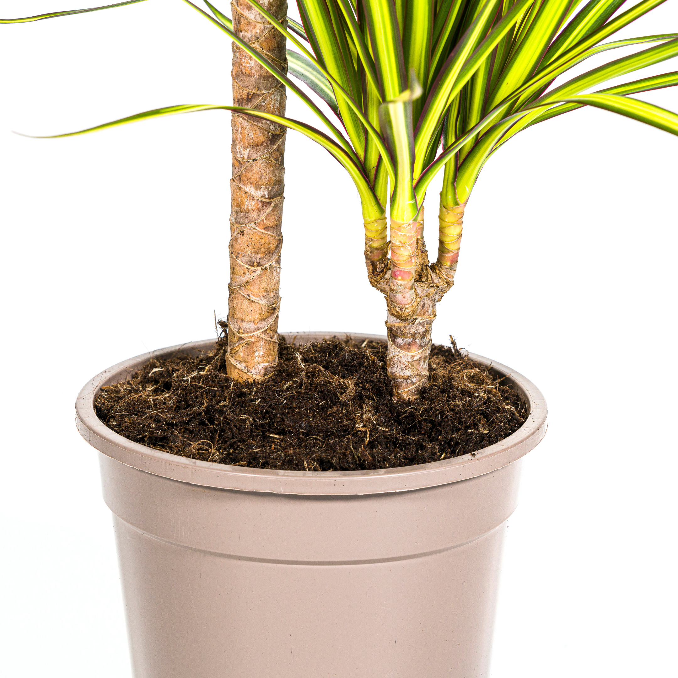 Drachenbaum - Dracaena Marginata Sunray Ø19cm - ↕80-100cm