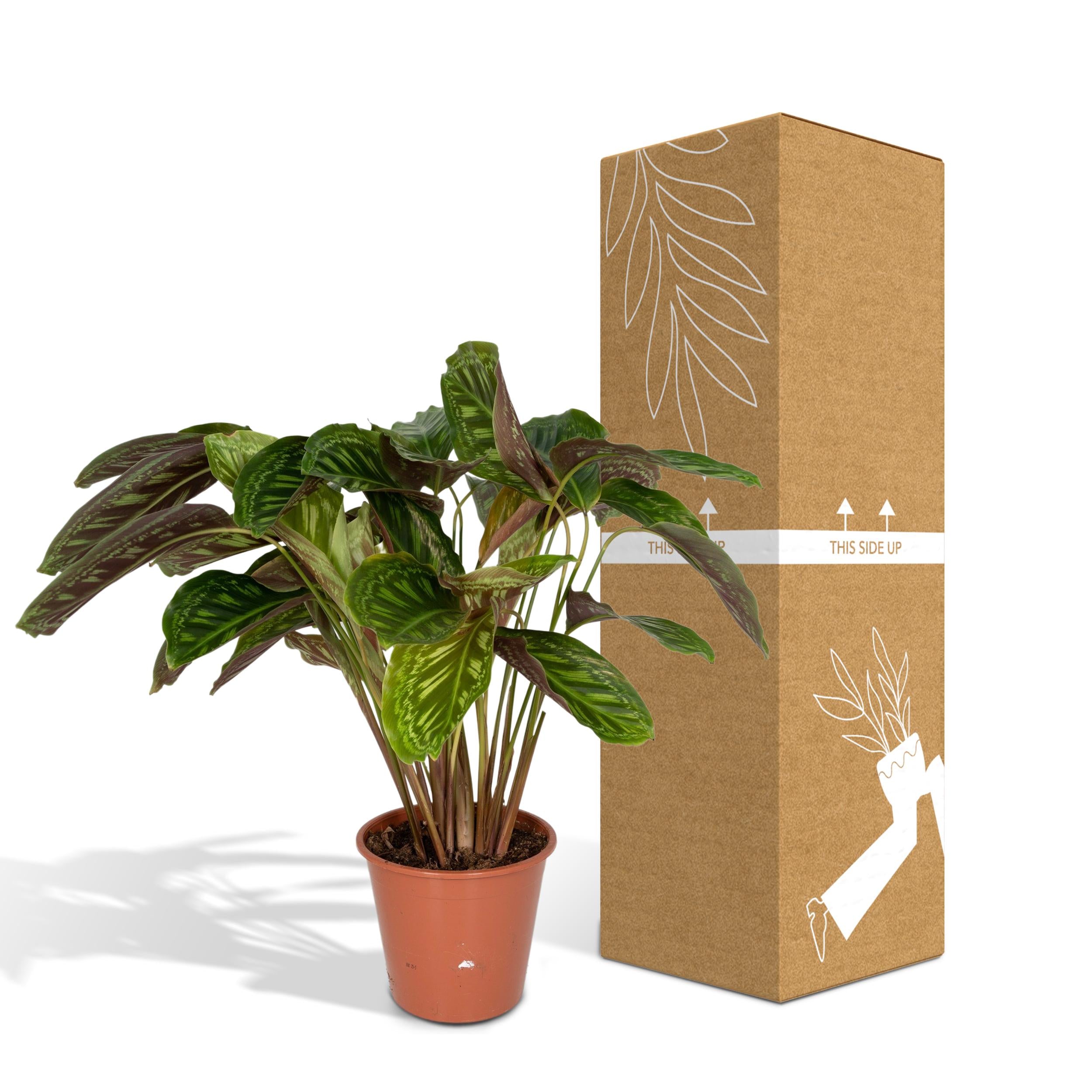 Gebetspflanze - Calathea Flamestar - Kobmarante - Ø19cm - ↕75cm + Lykke Pot D21x20cm - Topf Grün