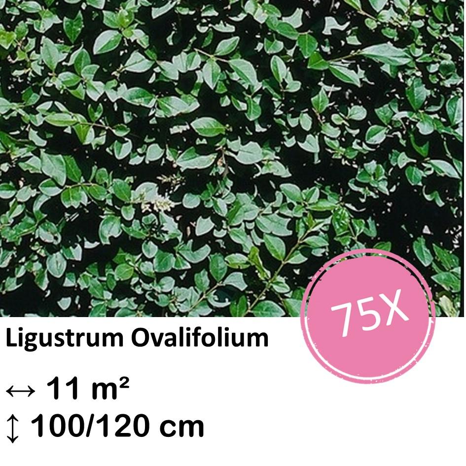 Ligusterhecke - Ligustrum Ovalifolium - Kale wortel nackte Wurzel - 100/120 - 75x