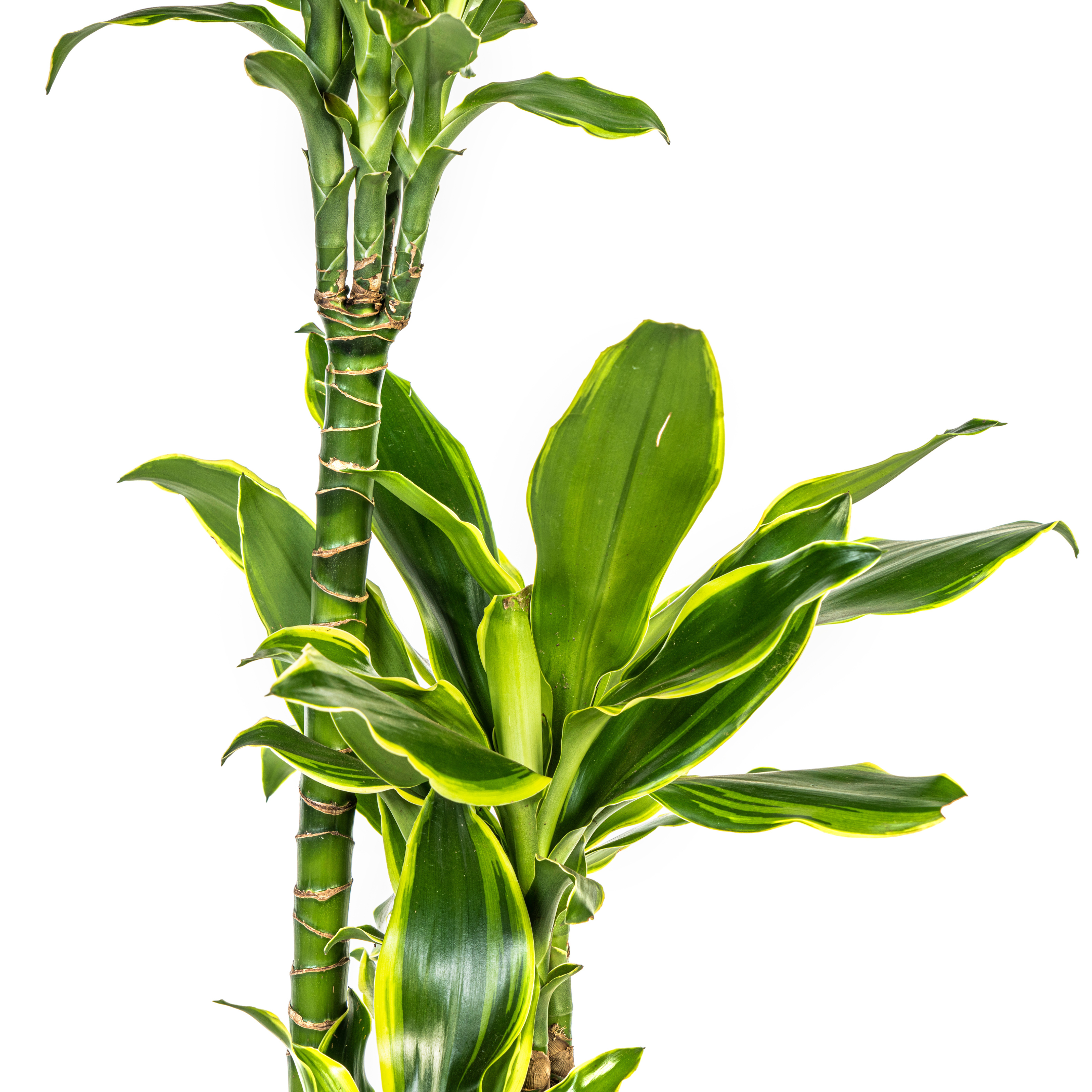 Drachenbaum - Dracaena Fragrans Golden Coast Ø21cm - ↕100cm