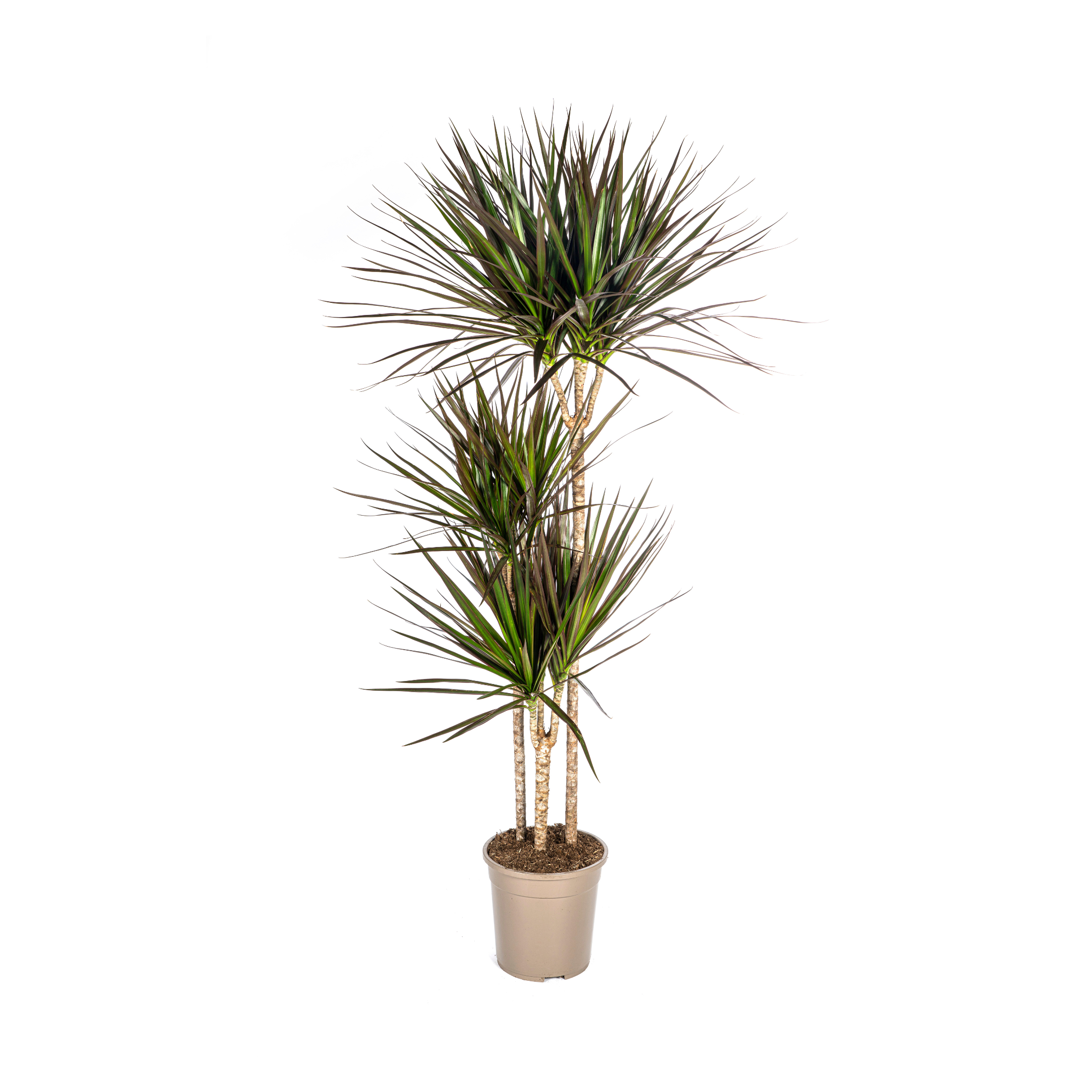 Drachenbaum - Dracaena Marginata Magenta Ø24cm - ↕140cm