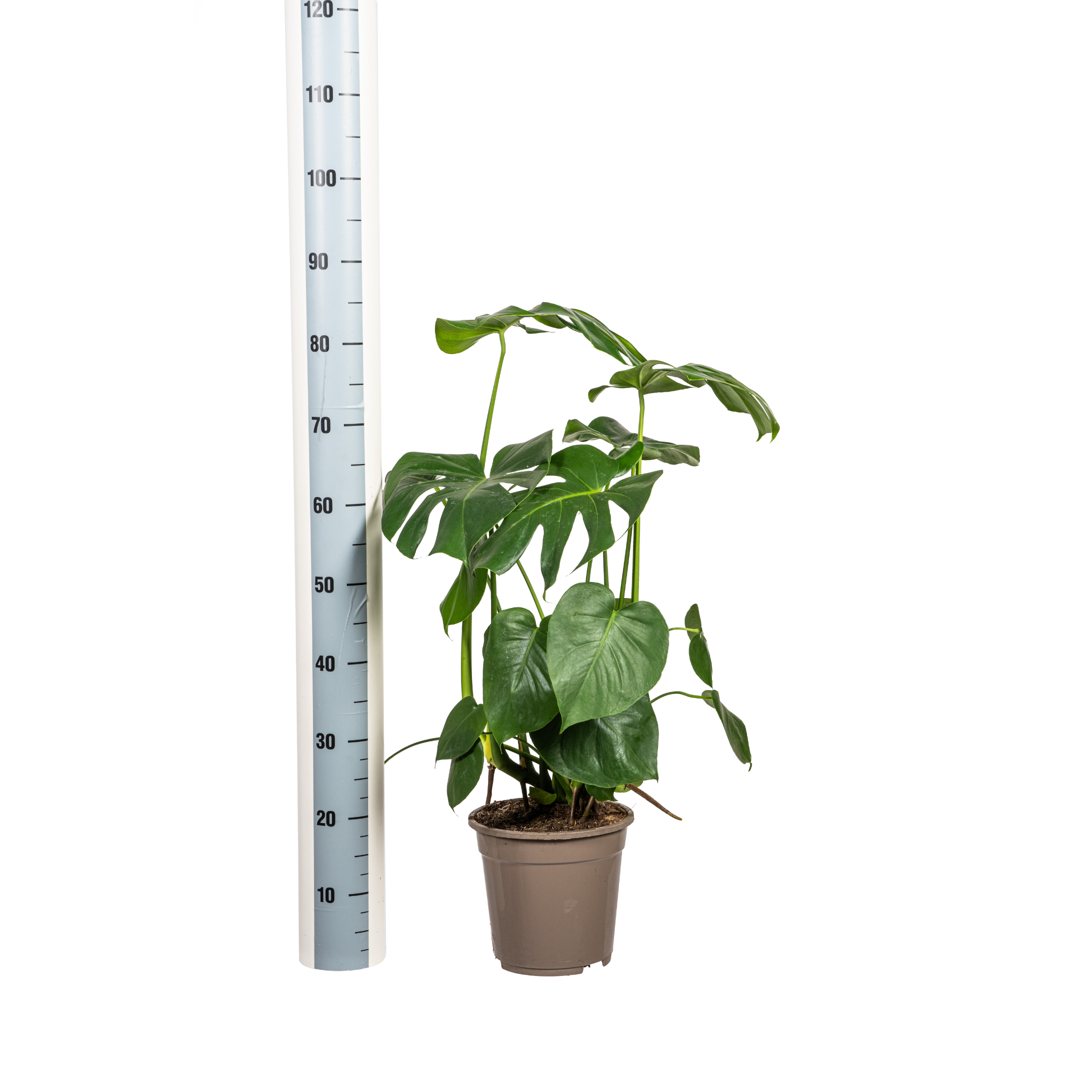 Fensterblatt - Monstera Deliciosa Tauerii Ø21cm - ↕80cm