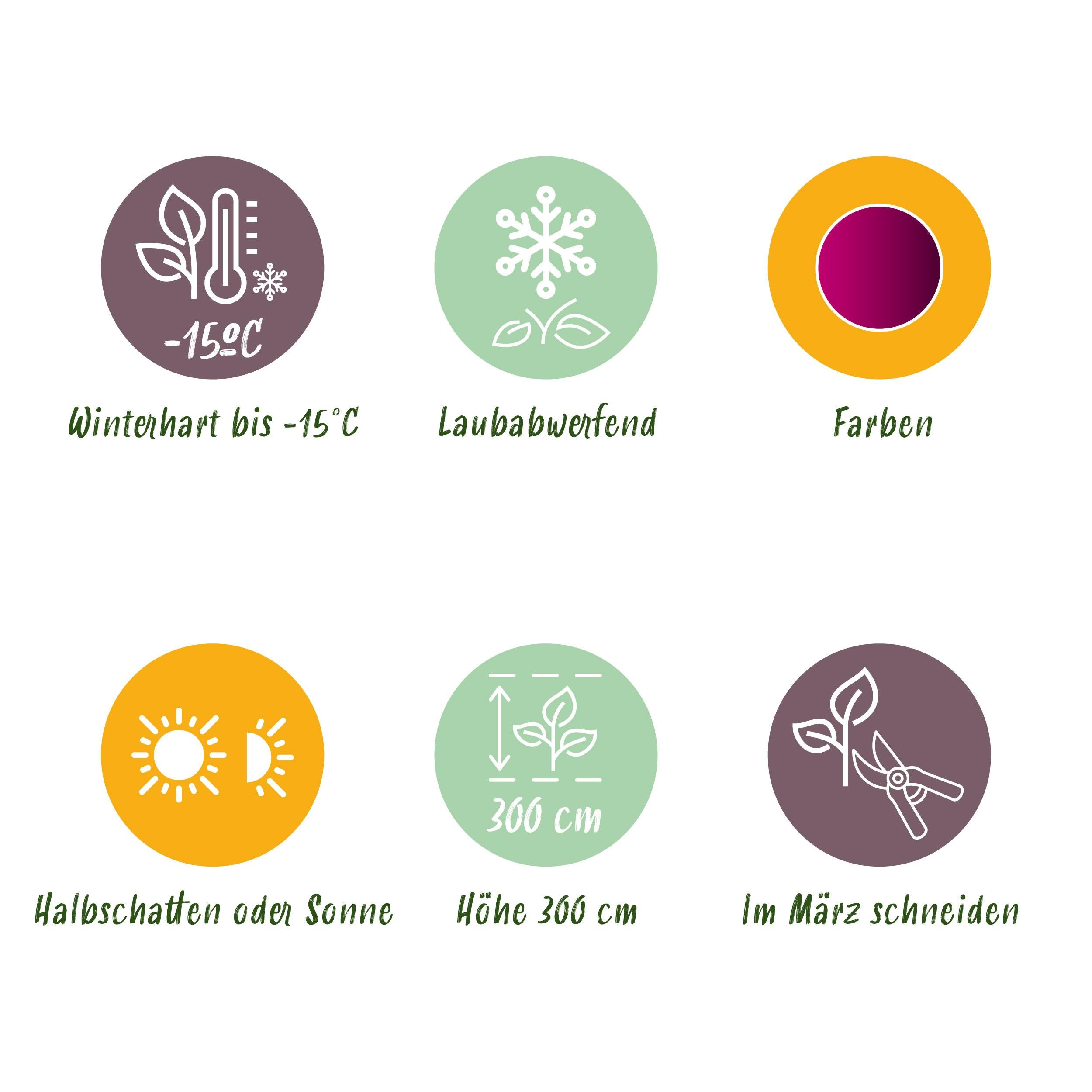 Japanischer Ahorn - Acer palmatum Sangokaku - Rot - 2 Pflanzen - Laubabwerfend - Topf 19cm Höhe 70cm