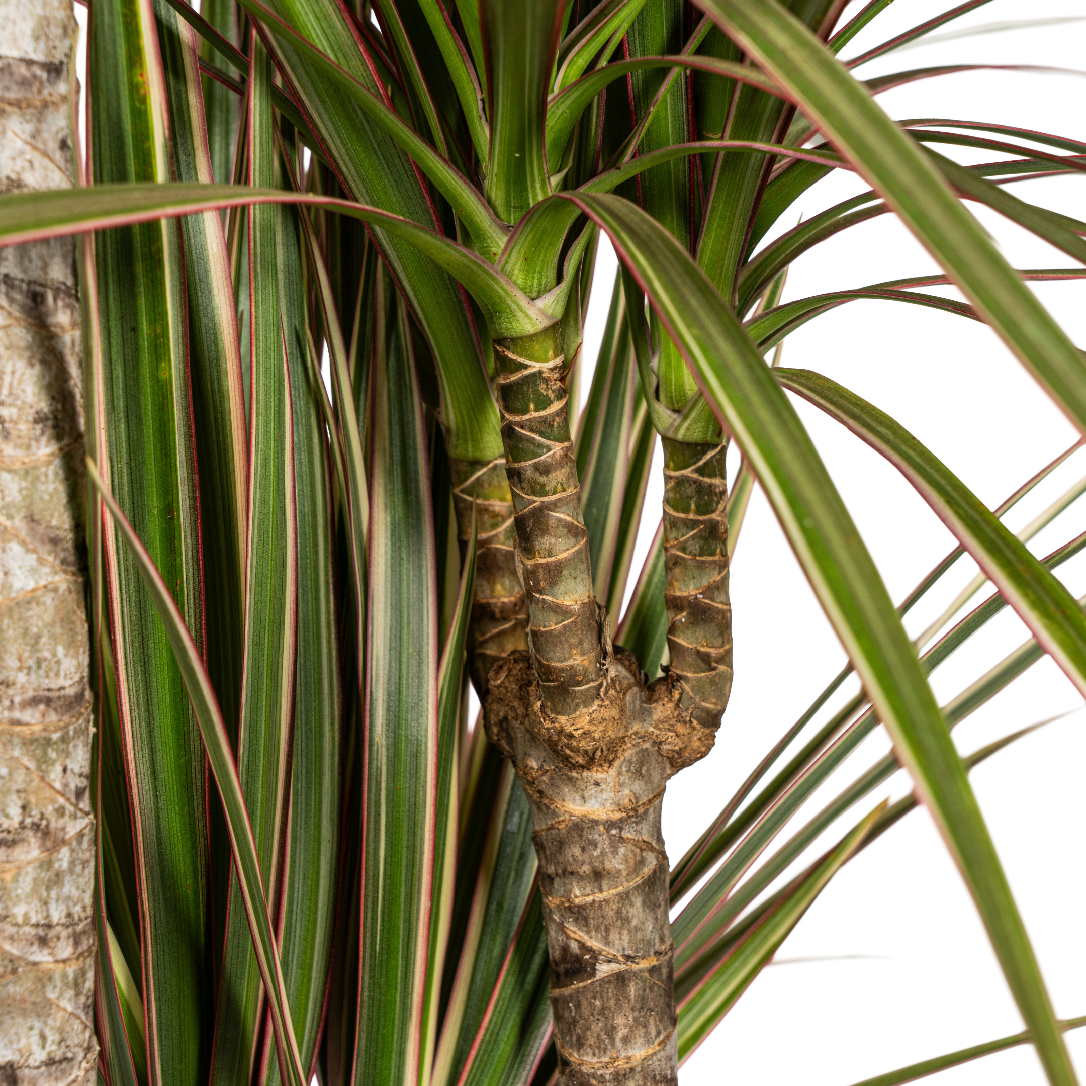 Drachenbaum - Dracaena Marginata Bicolor Ø21cm - ↕120cm