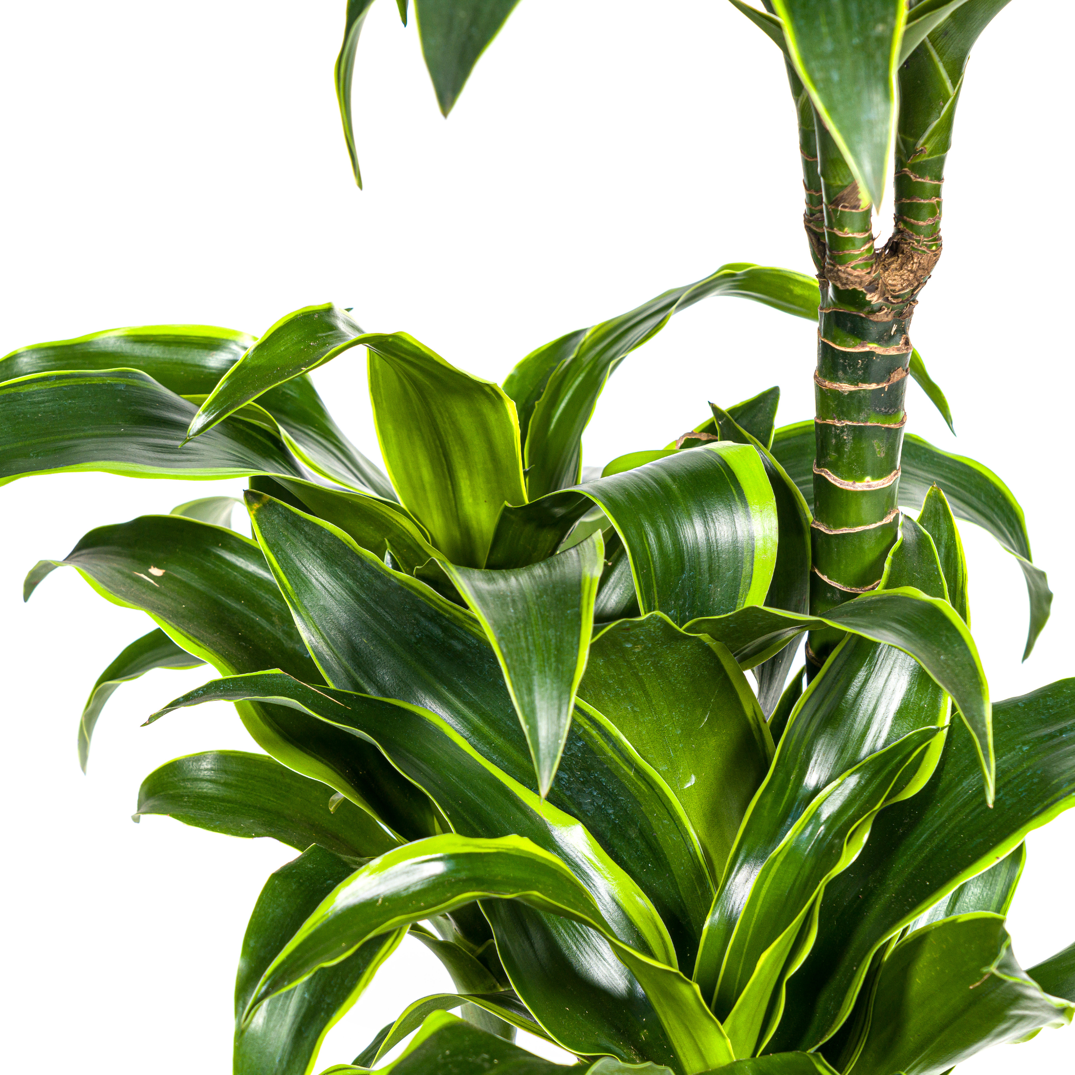 Drachenbaum - Dracaena Deremensis Dorado Ø21cm - ↕110cm