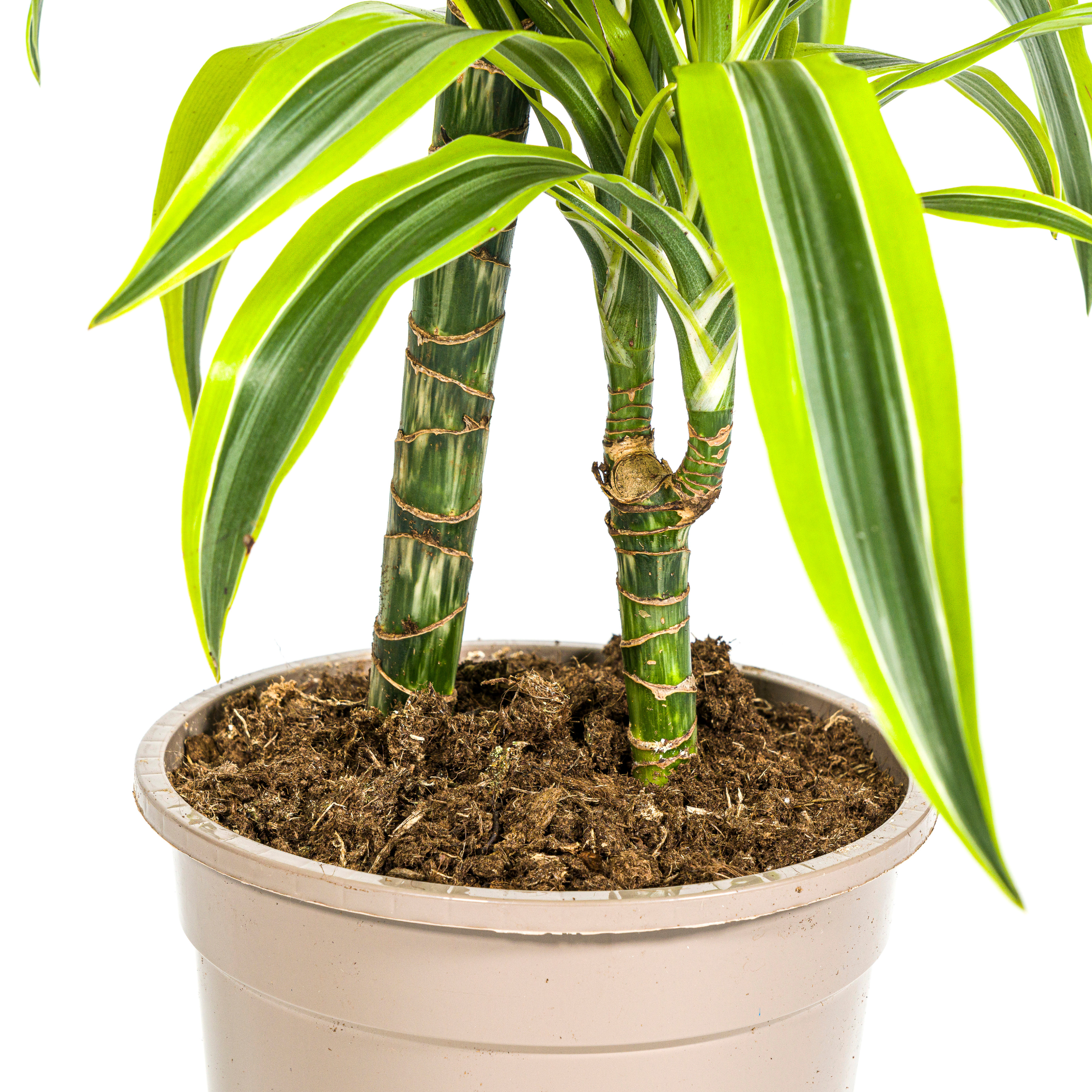 Drachenbaum - Dracaena Deremensis Lemon Lime Ø19cm - ↕80cm