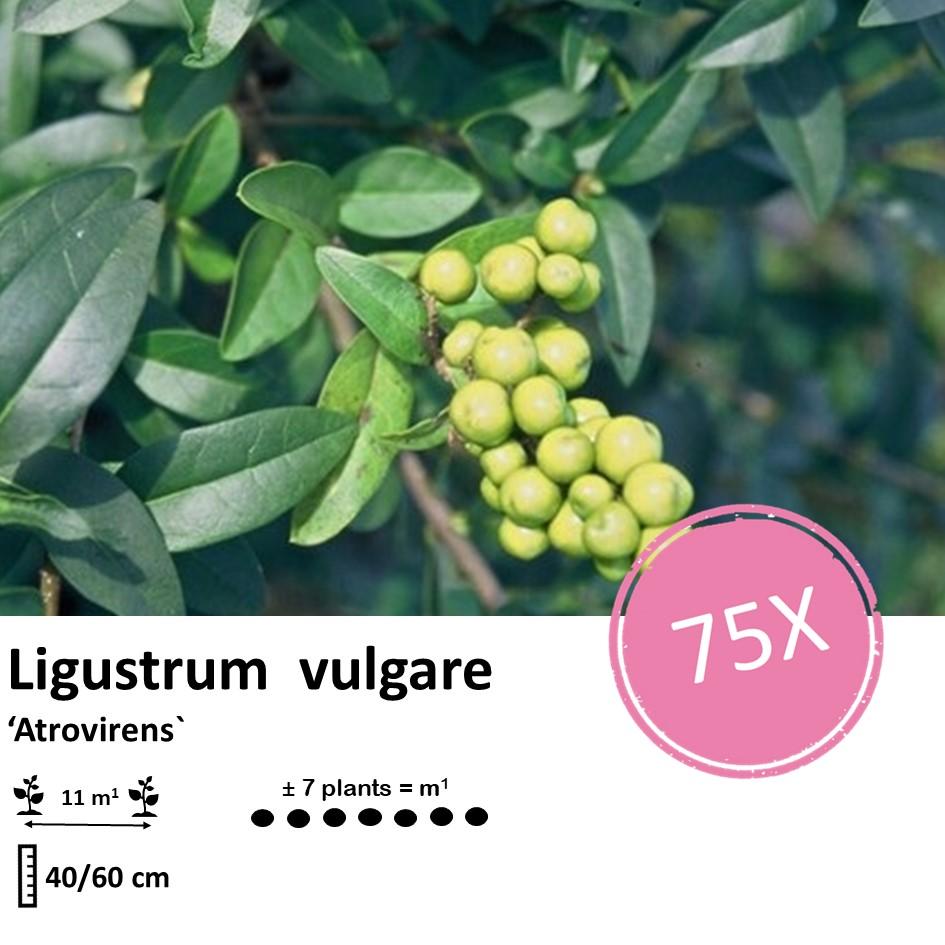 Ligustrum vulgare 'Atrovirens` - kale wortel nackte Wurzel - 40/60 - 75x