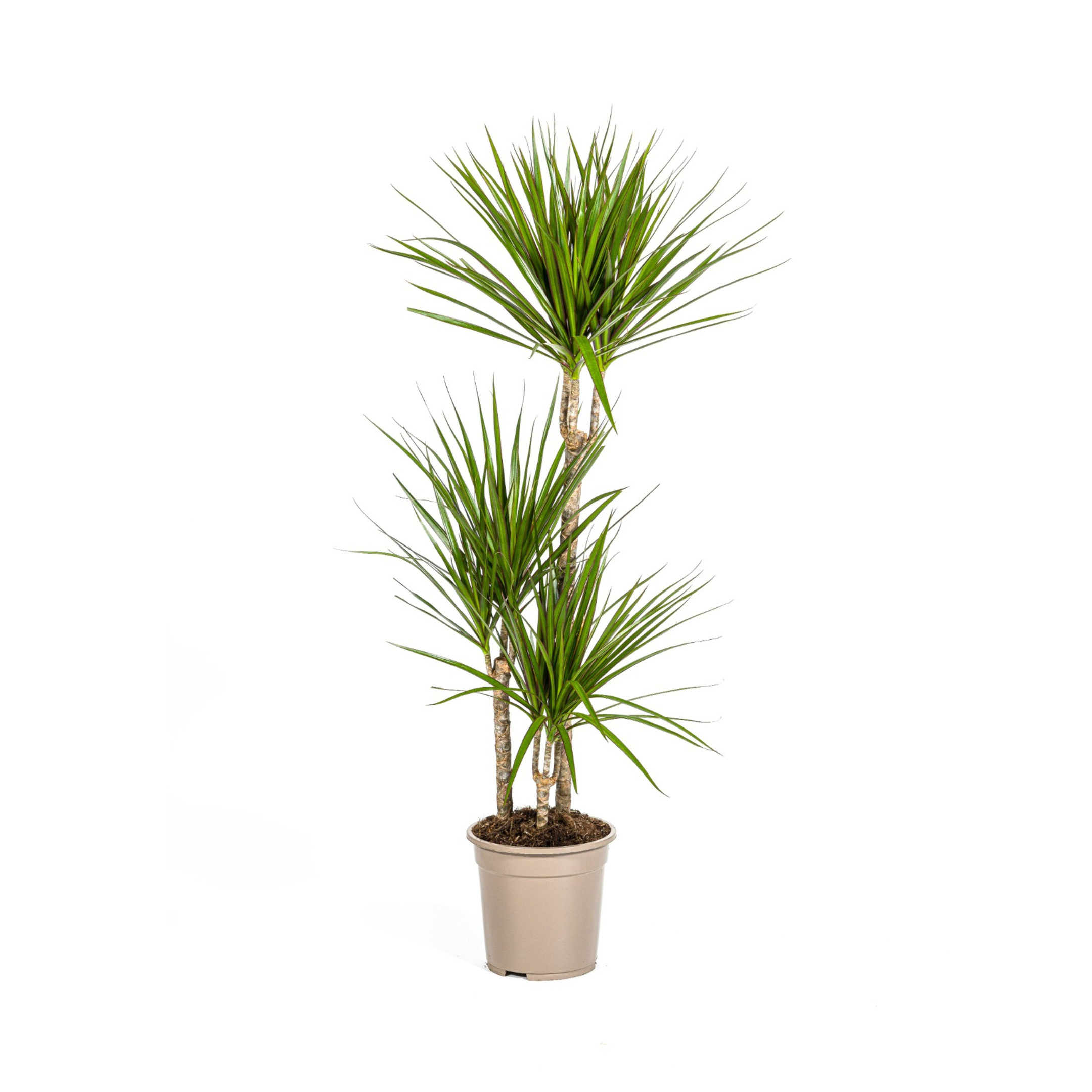 Drachenbaum - Dracaena Marginata Green Ø21cm - ↕120cm