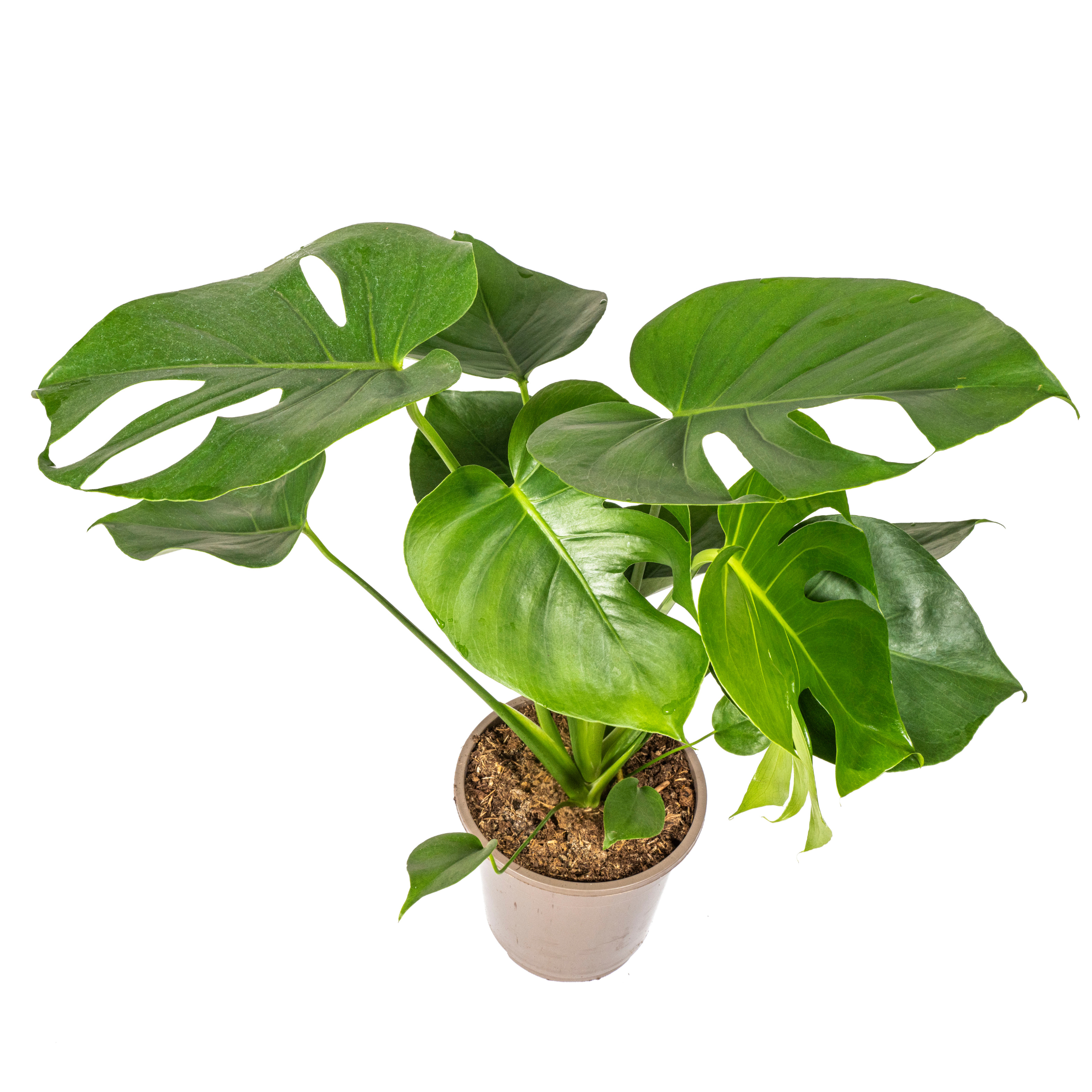 Fensterblatt - Monstera Deliciosa Tauerii Ø19cm - ↕80cm