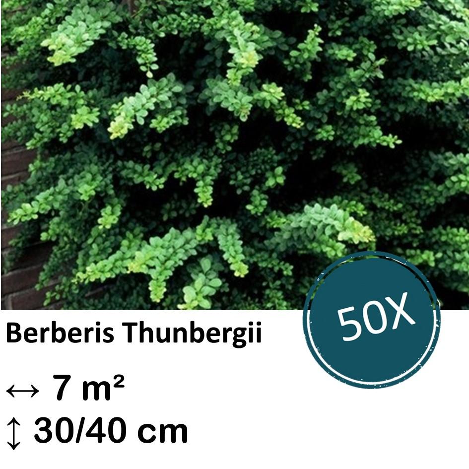 Japanische Berberitze - Berberis thunbergii -  ↕30-50cm - kale wortel nackte Wurzel - 50x