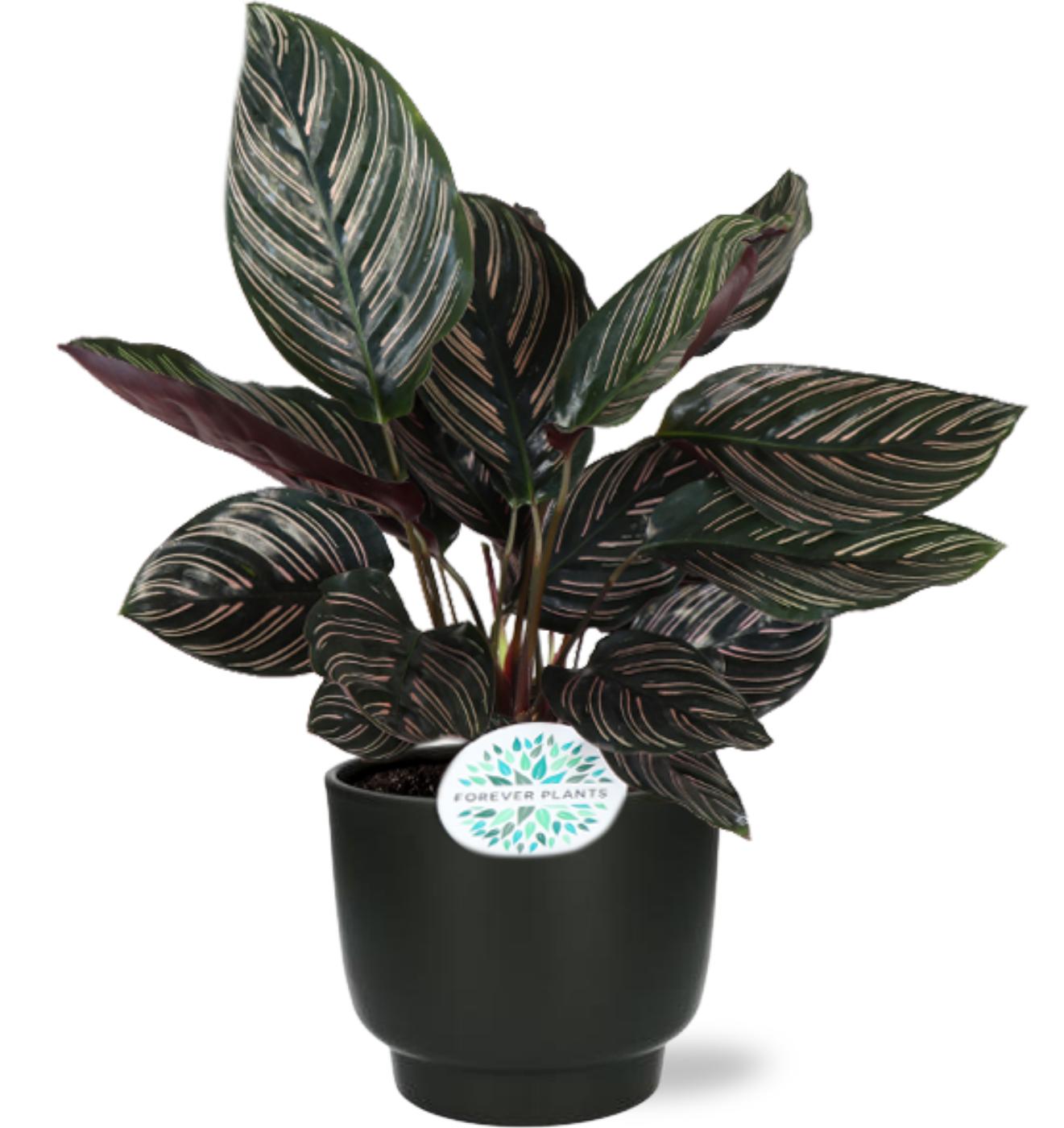 Gebetspflanze - Calathea Ornata - Ø14cm - ↕50cm + Potenza Pot D15x13cm - Zwart Topf schwarz