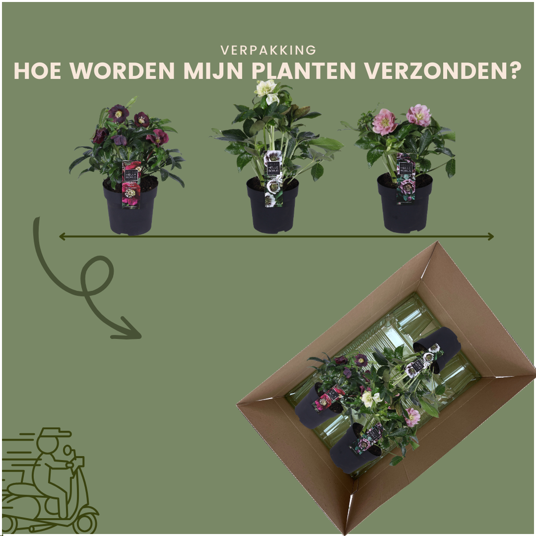 Christrose - Helleborus Specials - 3 x Ø 14 cm - ↨ 25 cm   3 Stück