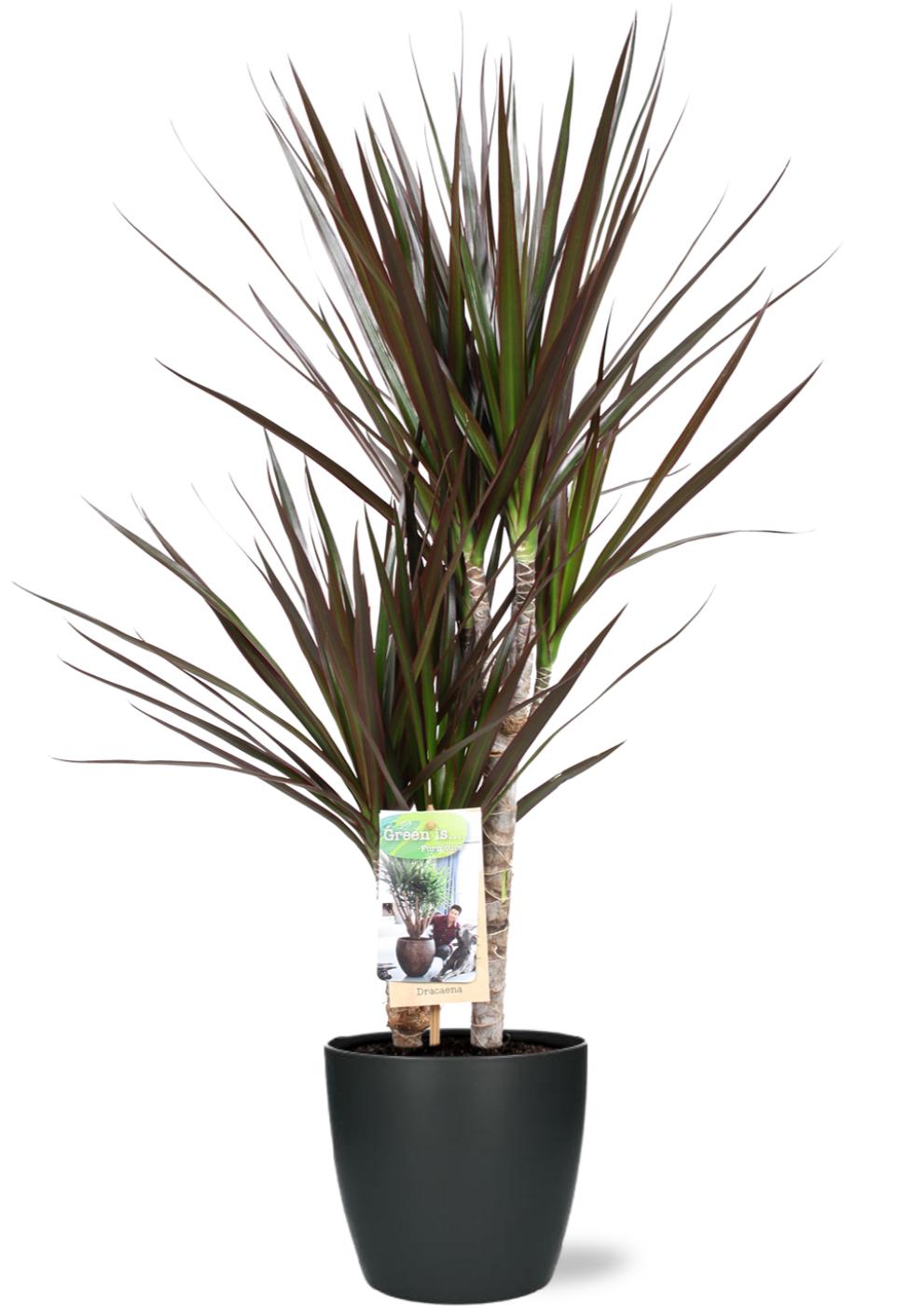 Drachenbaum - Dracaena Magenta - Ø17cm - ↕80cm + Pot Brussels D18x17cm - Topf Anthrazit