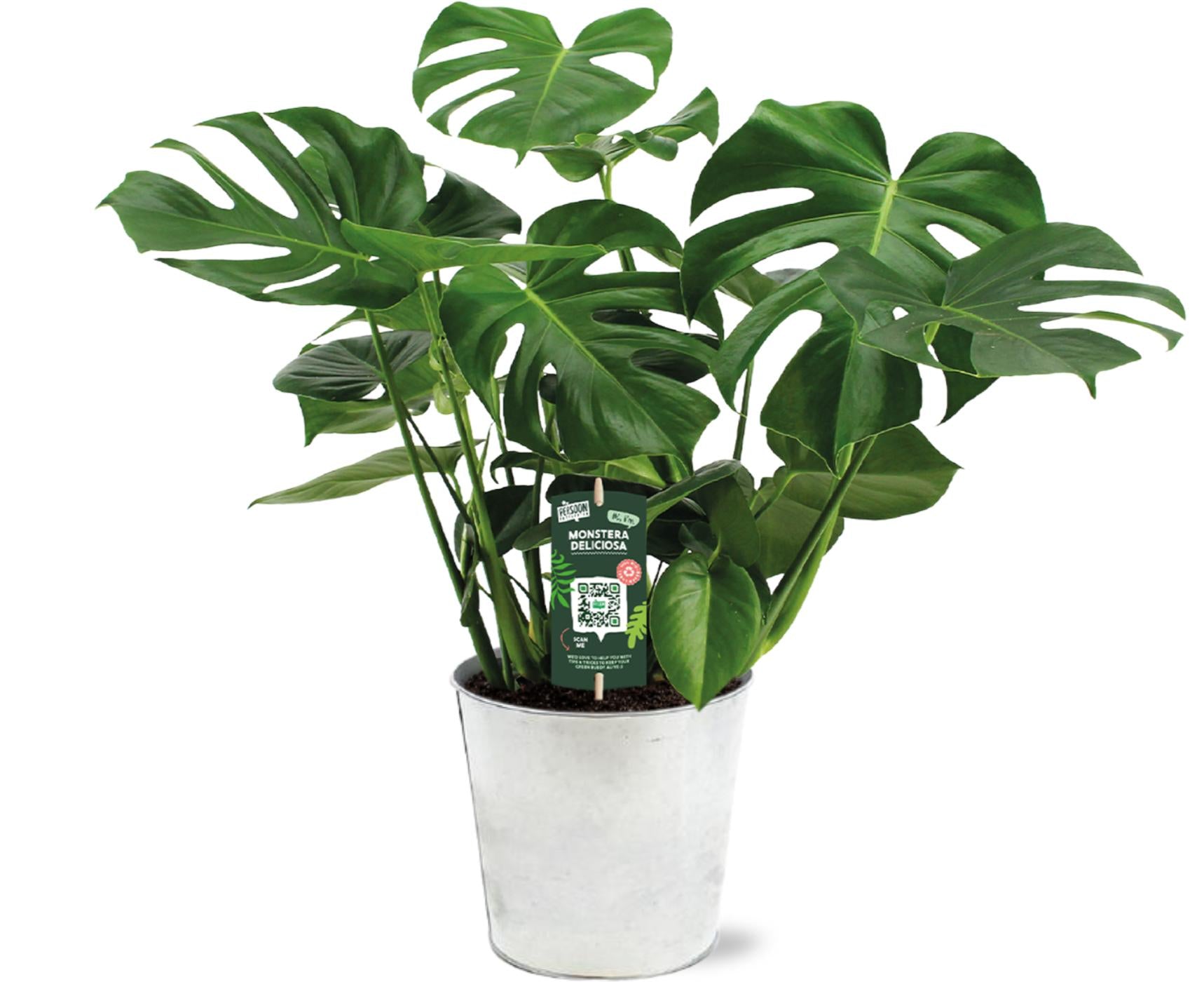 Schweizer Käsepflanze - Monstera Deliciosa - Ø21 - ↕65cm + Pot D22,5x21cm - Topf Zink