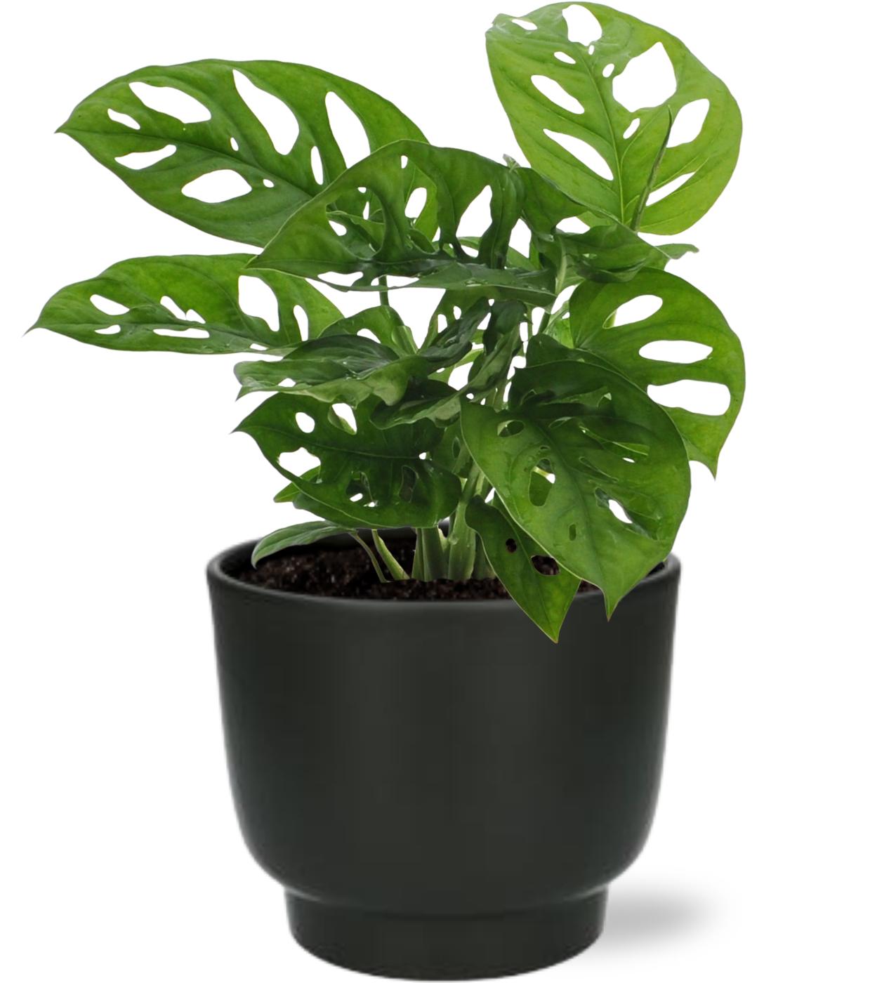 Schiefes Fensterblatt - Monstera Monkey Leaf - Ø12cm - ↕30cm + Potenza Pot D13x11cm - Topf schwarz