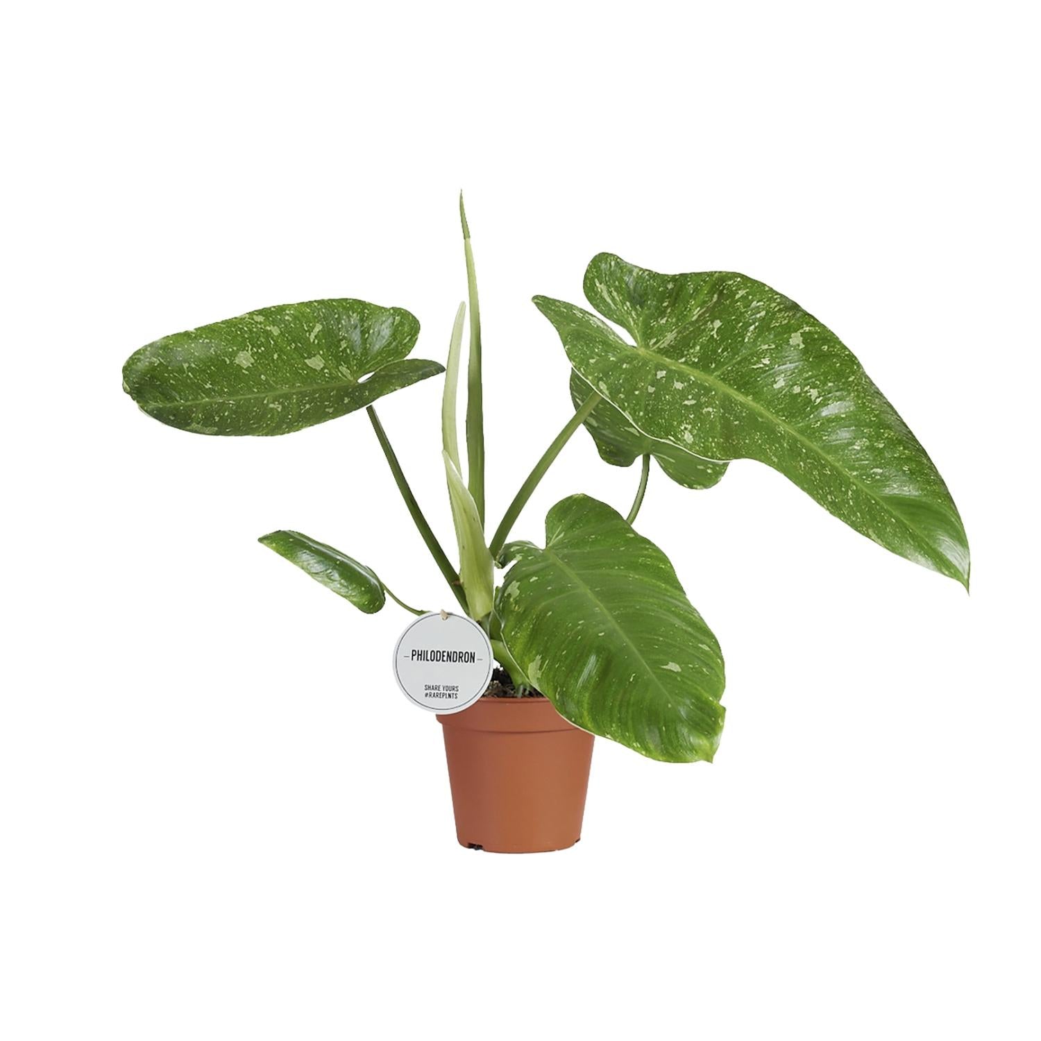 Baumfreund - Philodendron Jose Buono - Ø15cm - ↕45cm