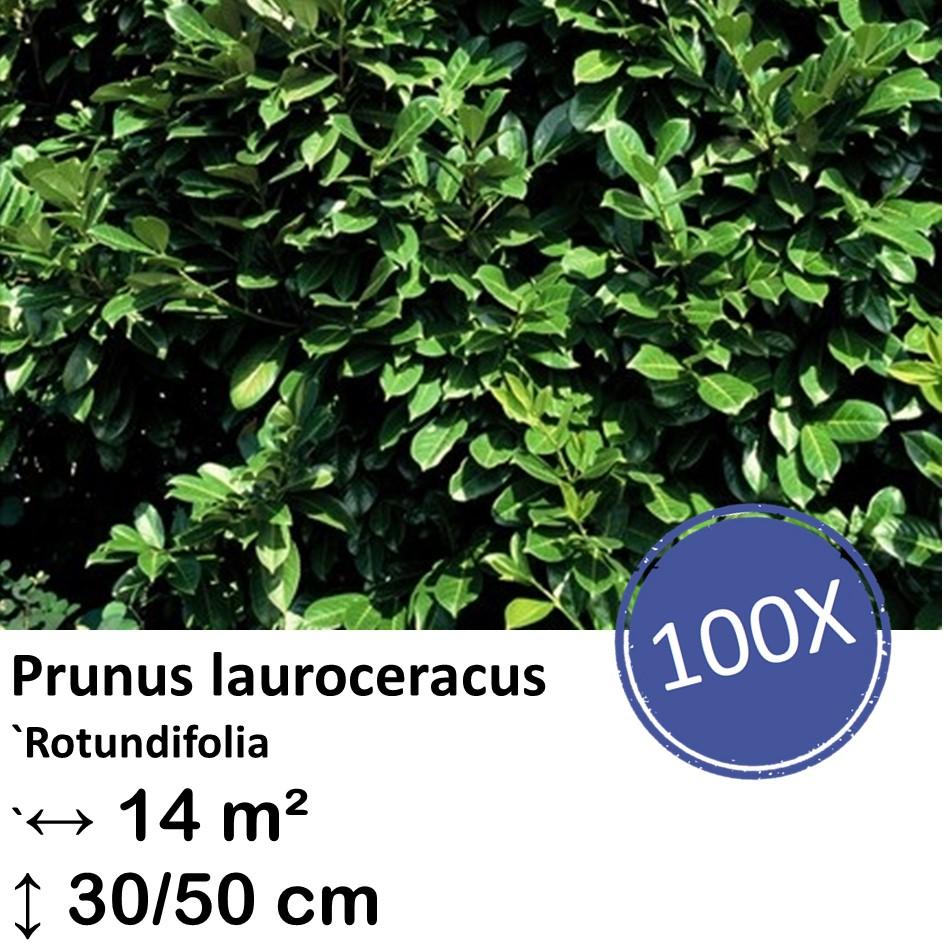 Kirschlorbeer 'Rotundifolia' - Prunus lauroceracus `Rotundifolia`-  ↕30-50cm - kale wortel nackte Wurzel - 100x