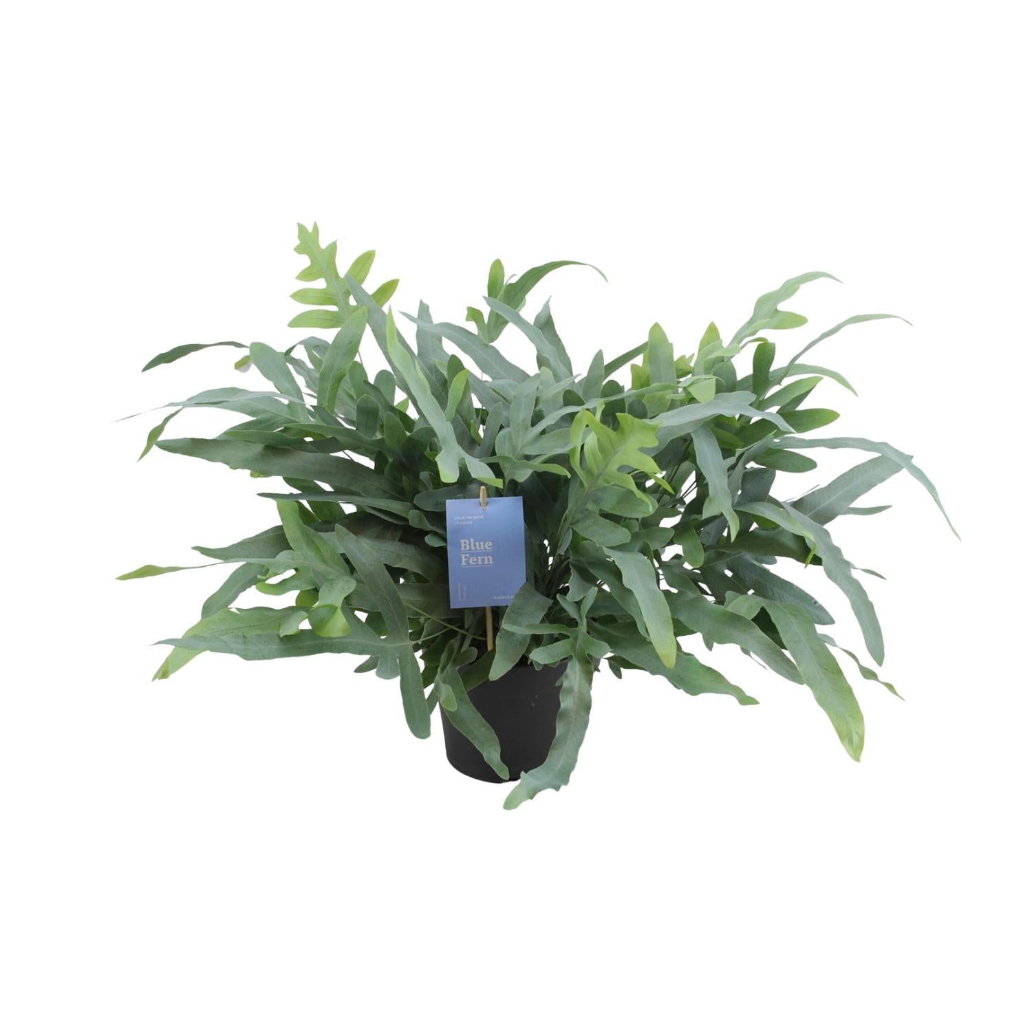 Blauer Tüpfelfarn - Phlebodium Aureum Blue Star - Ø17cm - ↕50cm