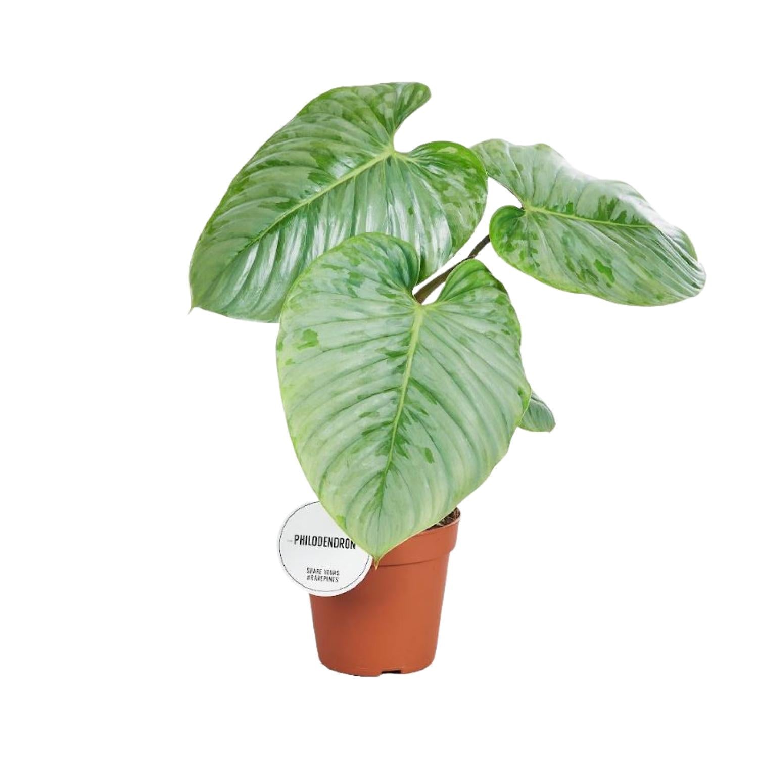 Baumfreund - Philodendron Sodiroi - Ø15cm - ↕45cm