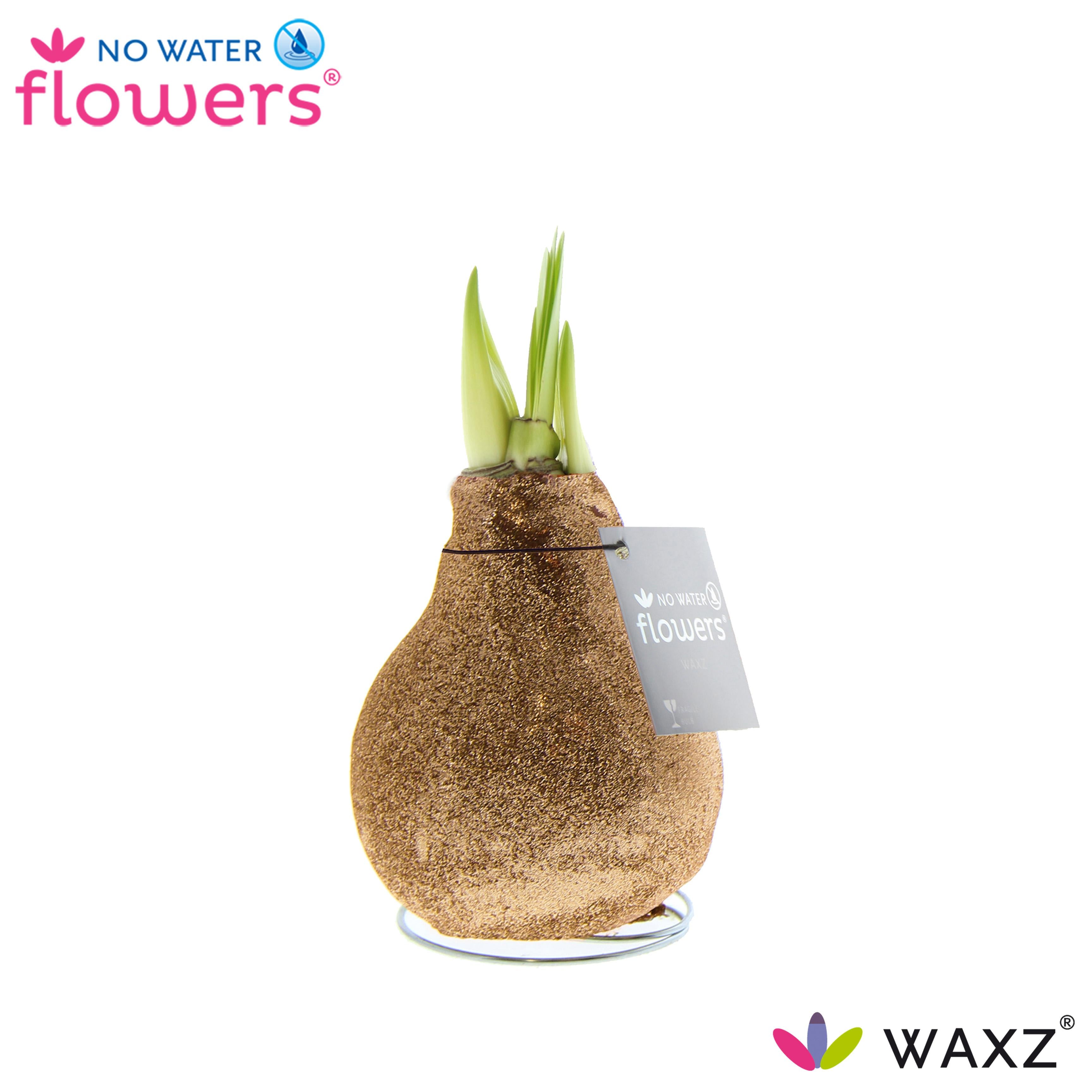 No Water Flowers Waxz Glitterz® Champagne - ↕15cm