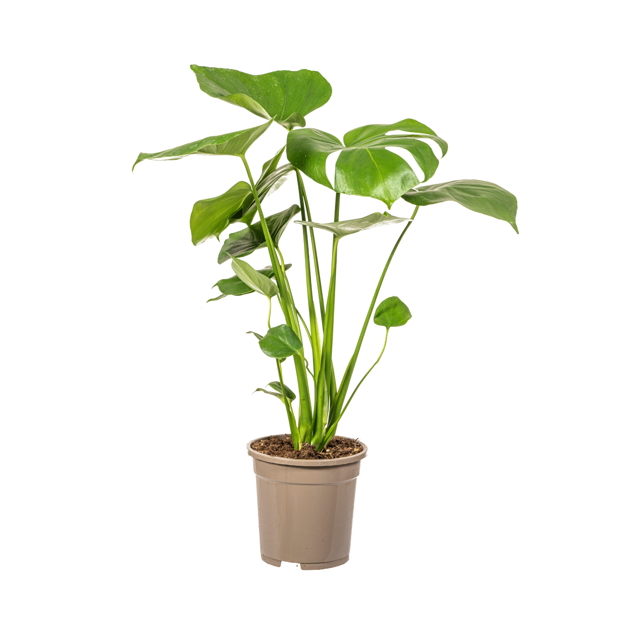 Fensterblatt - Monstera Deliciosa Tauerii Ø17cm - ↕60cm