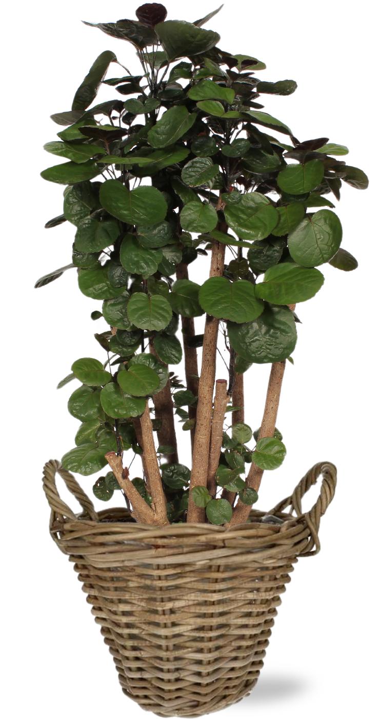 Ming Aralie - Polyscias Fabian - Ø24cm - ↕90cm + Pot+Handvat D25x19cm - Natürlich im Korb