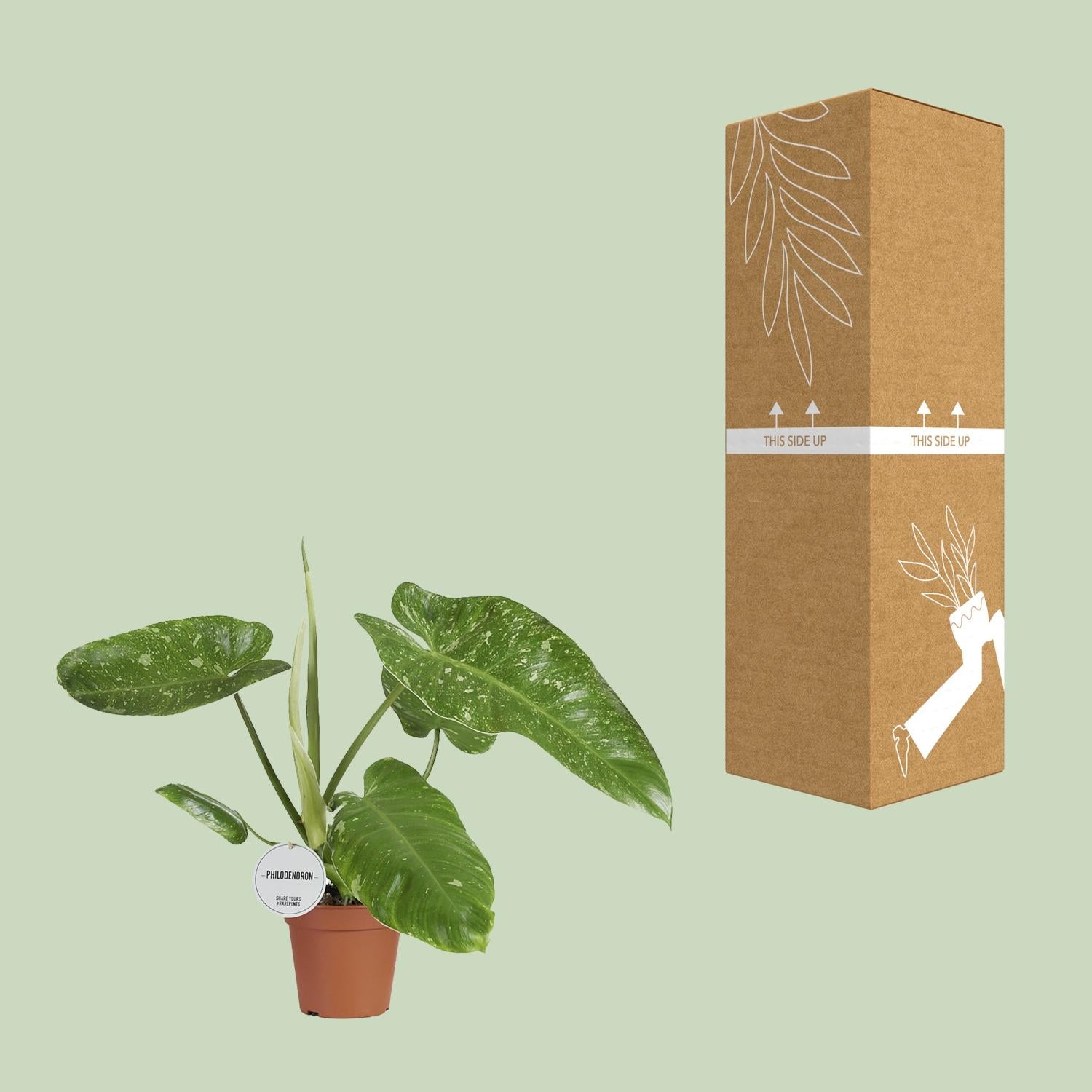 Baumfreund - Philodendron Jose Buono - Ø15cm - ↕45cm