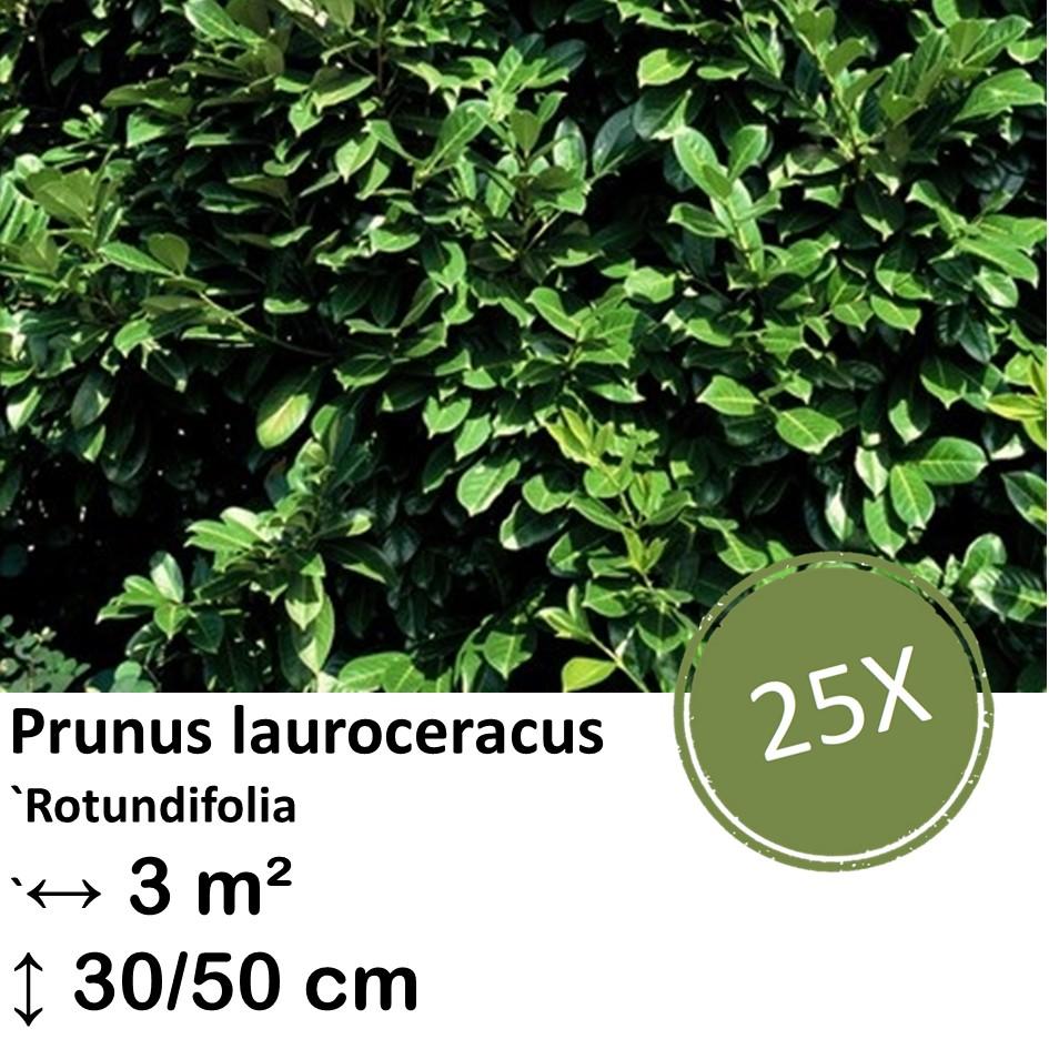 Kirschlorbeer 'Rotundifolia' - Prunus lauroceracus `Rotundifolia`-  ↕30-50cm - kale wortel nackte Wurzel - 25x