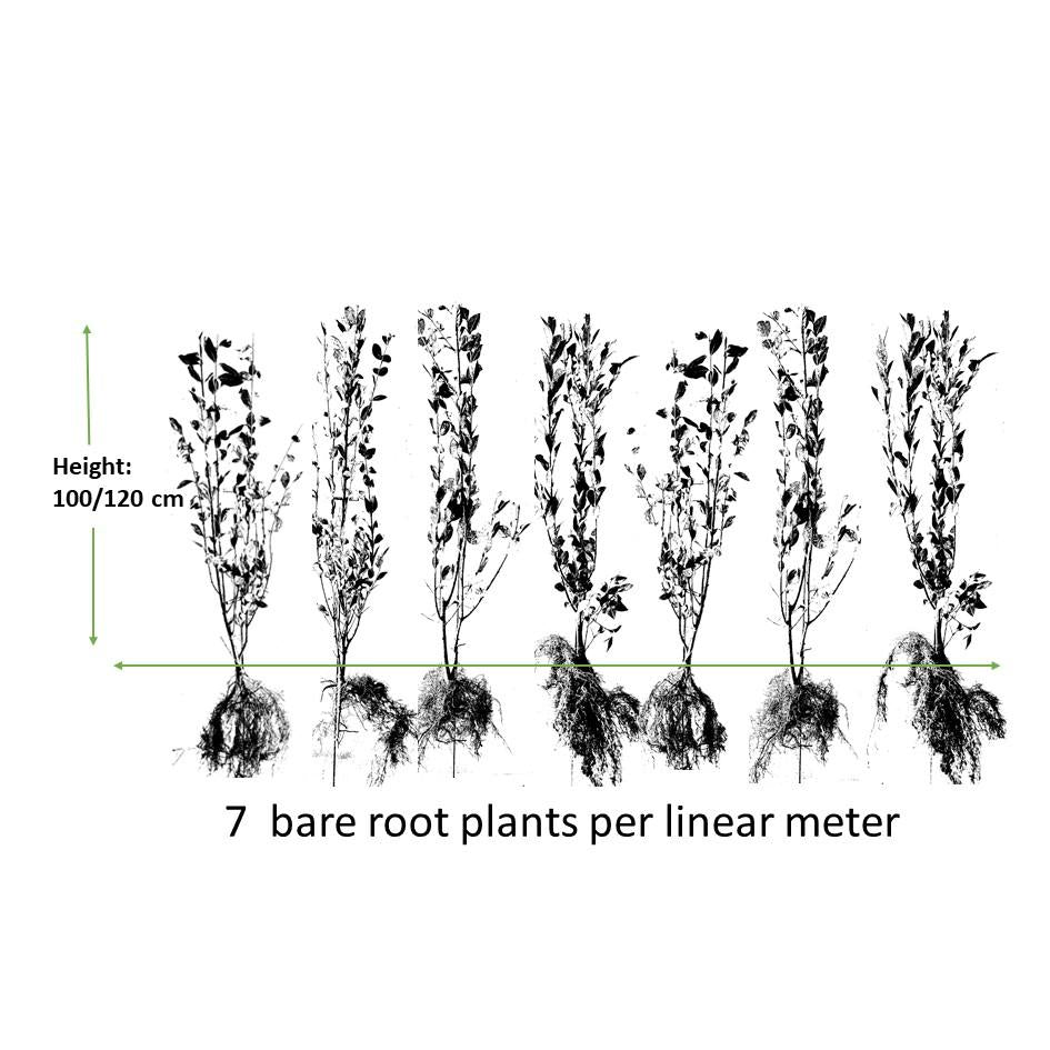 Ligusterhecke - Ligustrum Ovalifolium - Kale wortel nackte Wurzel - 100/120 - 25x