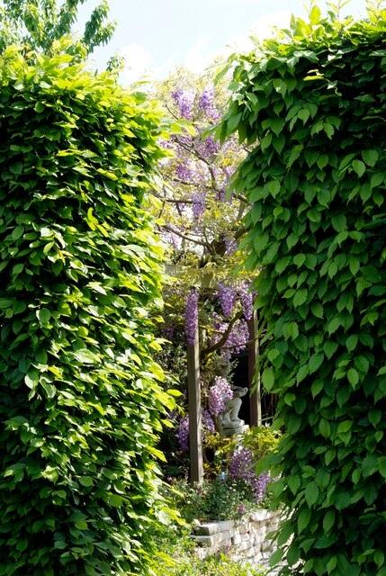 Weißbuche - Carpinus Betulus - Kale wortel - nackte Wurzel 60/80 - 75x