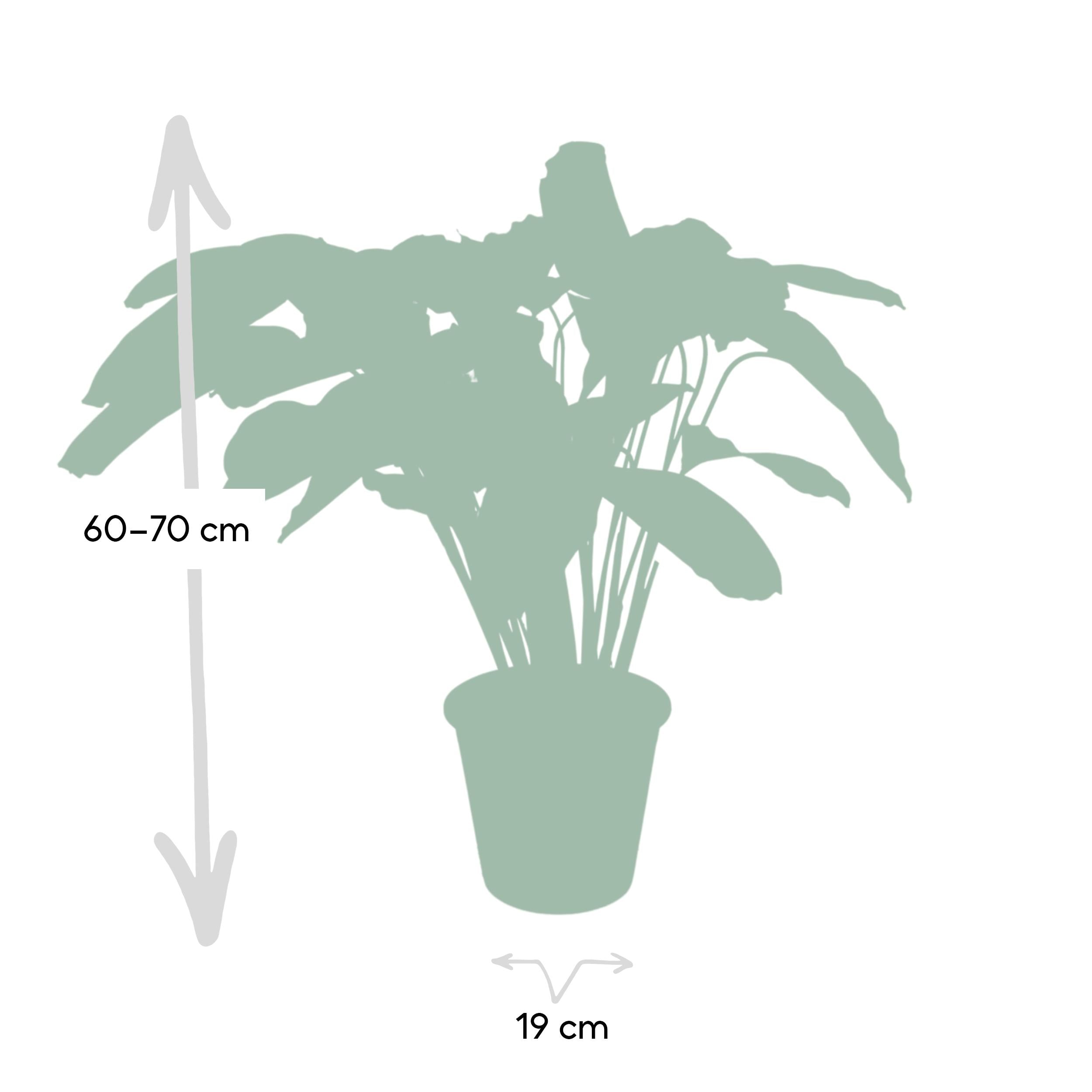 Gebetspflanze - Calathea Flamestar - Korbmarante - Ø19cm - ↕75cm +  Jolin Pot D20x18cm - Topf Grün