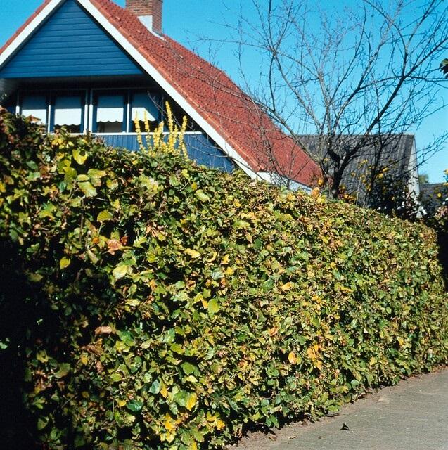 Rotbuchenhecke - Fagus sylvatica  - Kale wortel nackte Wurzel - 80/100 - 25x