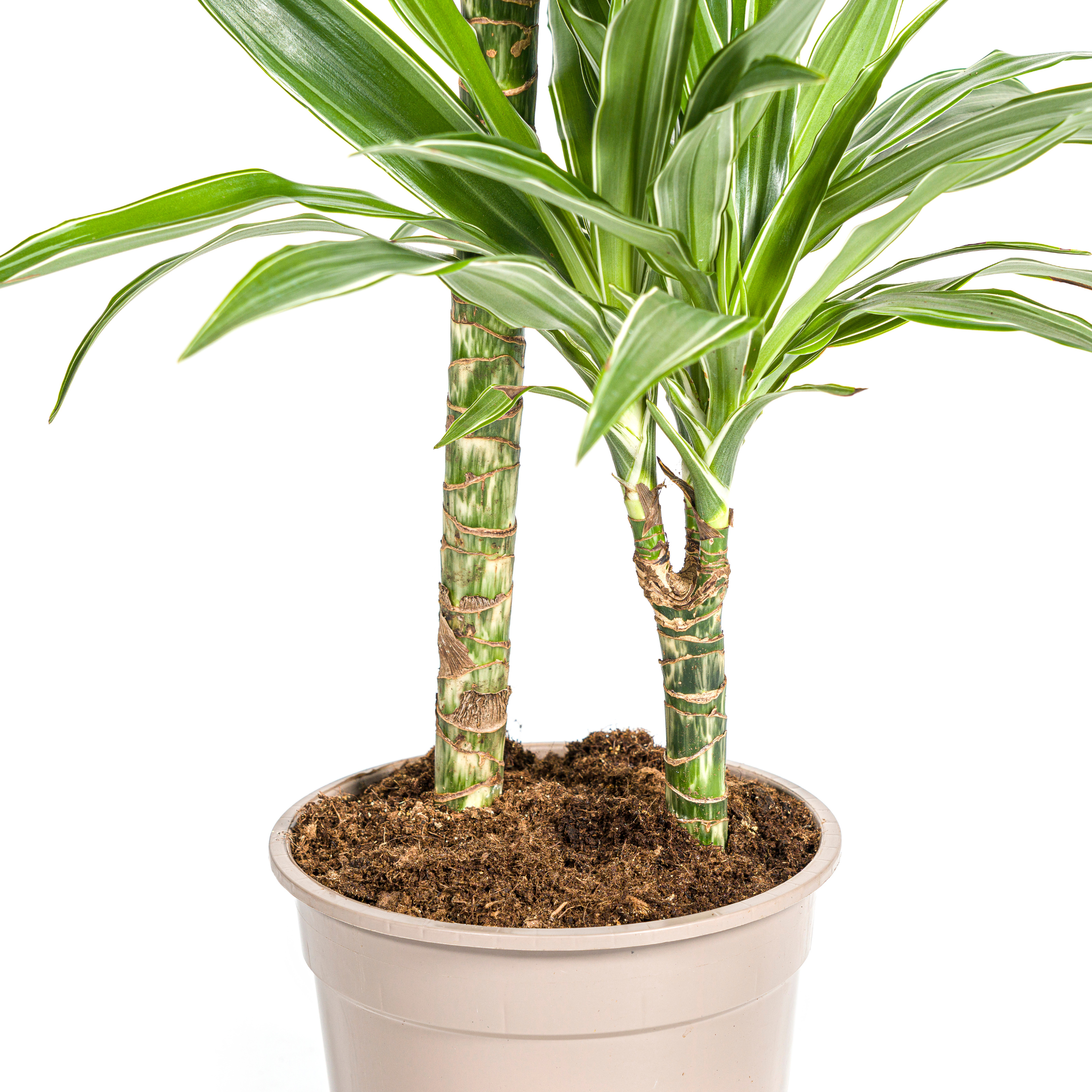 Drachenbaum - Dracaena Deremensis White Stripe Ø19cm - ↕80cm