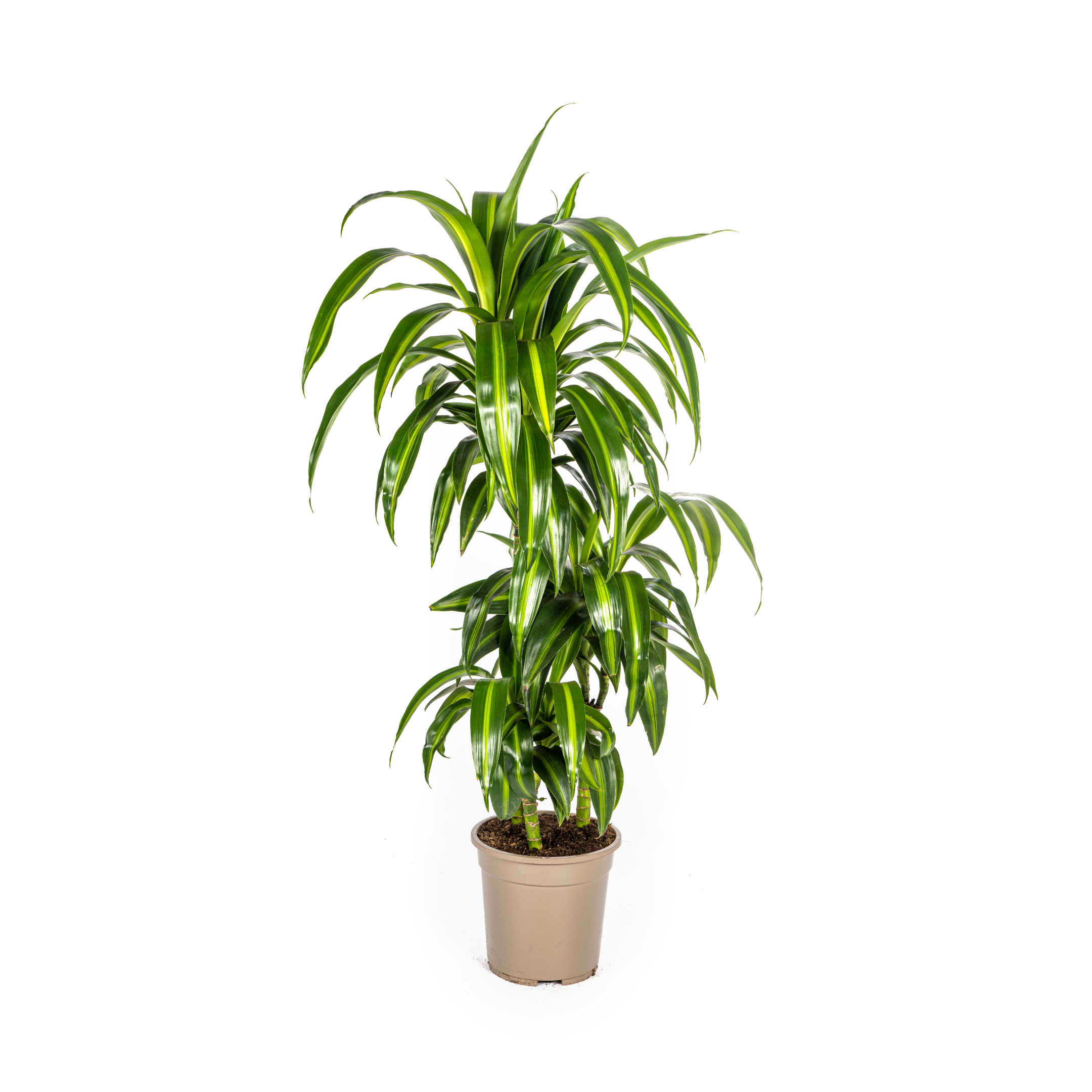 Drachenbaum - Dracaena Deremensis Hawaiian Sunshine Ø21cm - ↕100cm