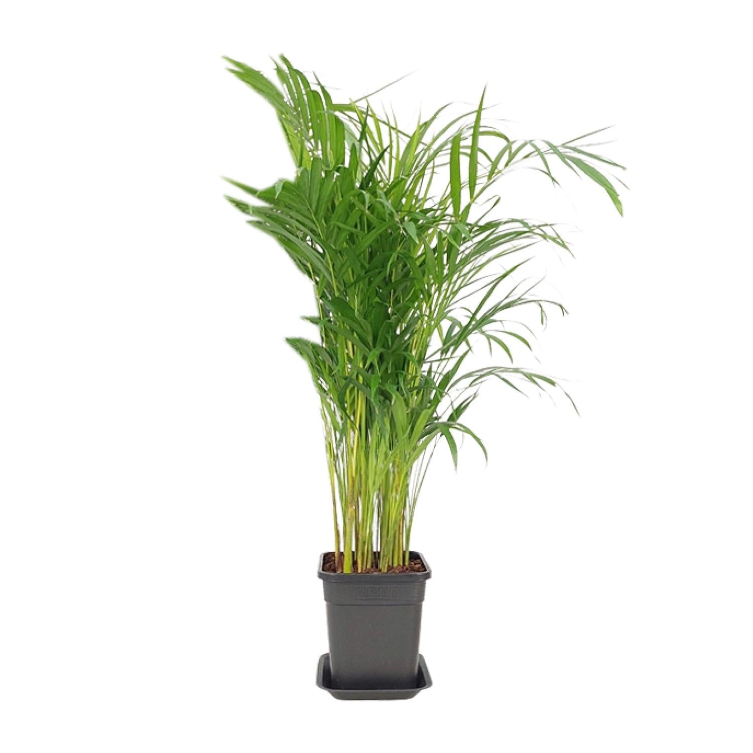 Arecapalme - Dypsis Lutescens - Ø21cm - ↕100cm