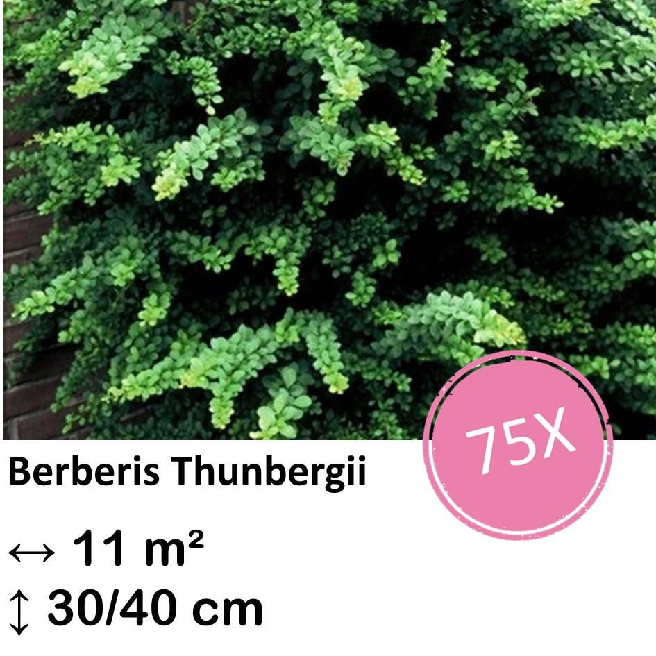 Japanische Berberitze - Berberis thunbergii -  ↕30-50cm - kale wortel nackte Wurzel - 75x